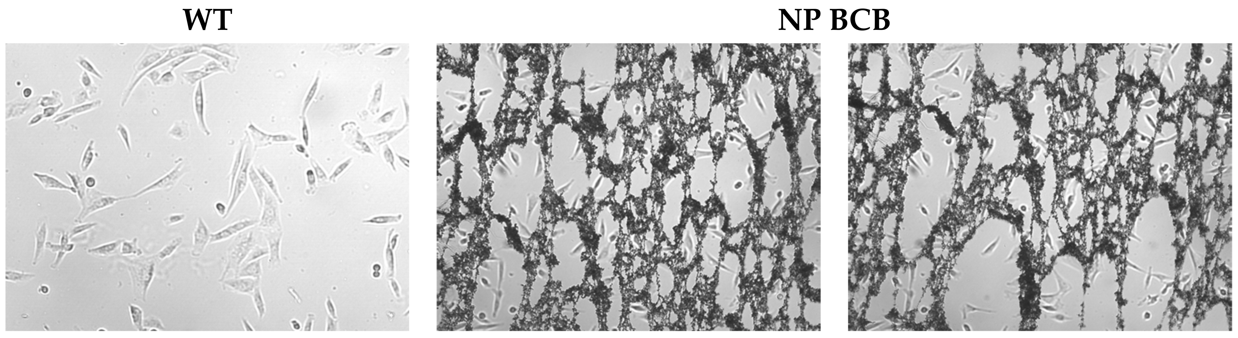 Nanomaterials 11 02495 g007