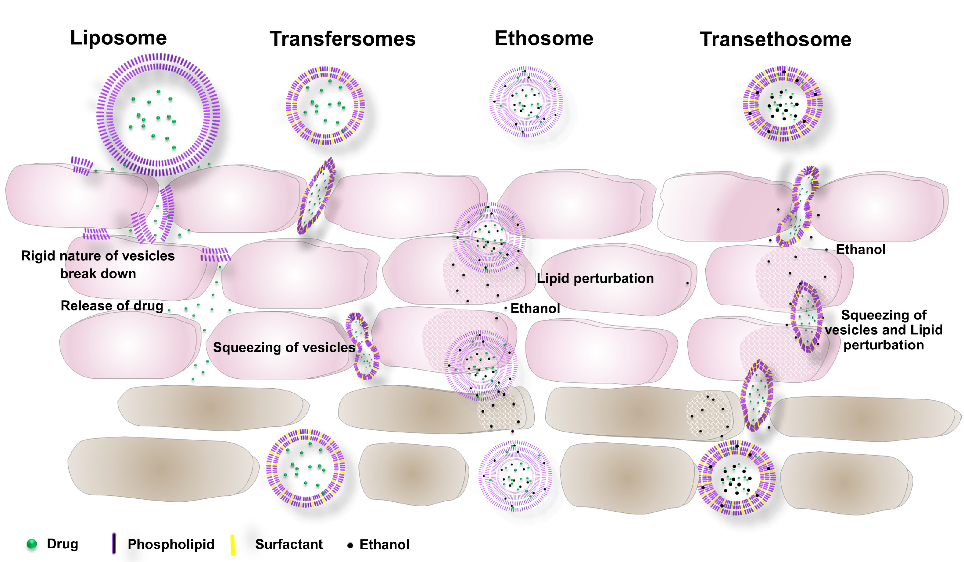 Nanomaterials 11 02557 g002