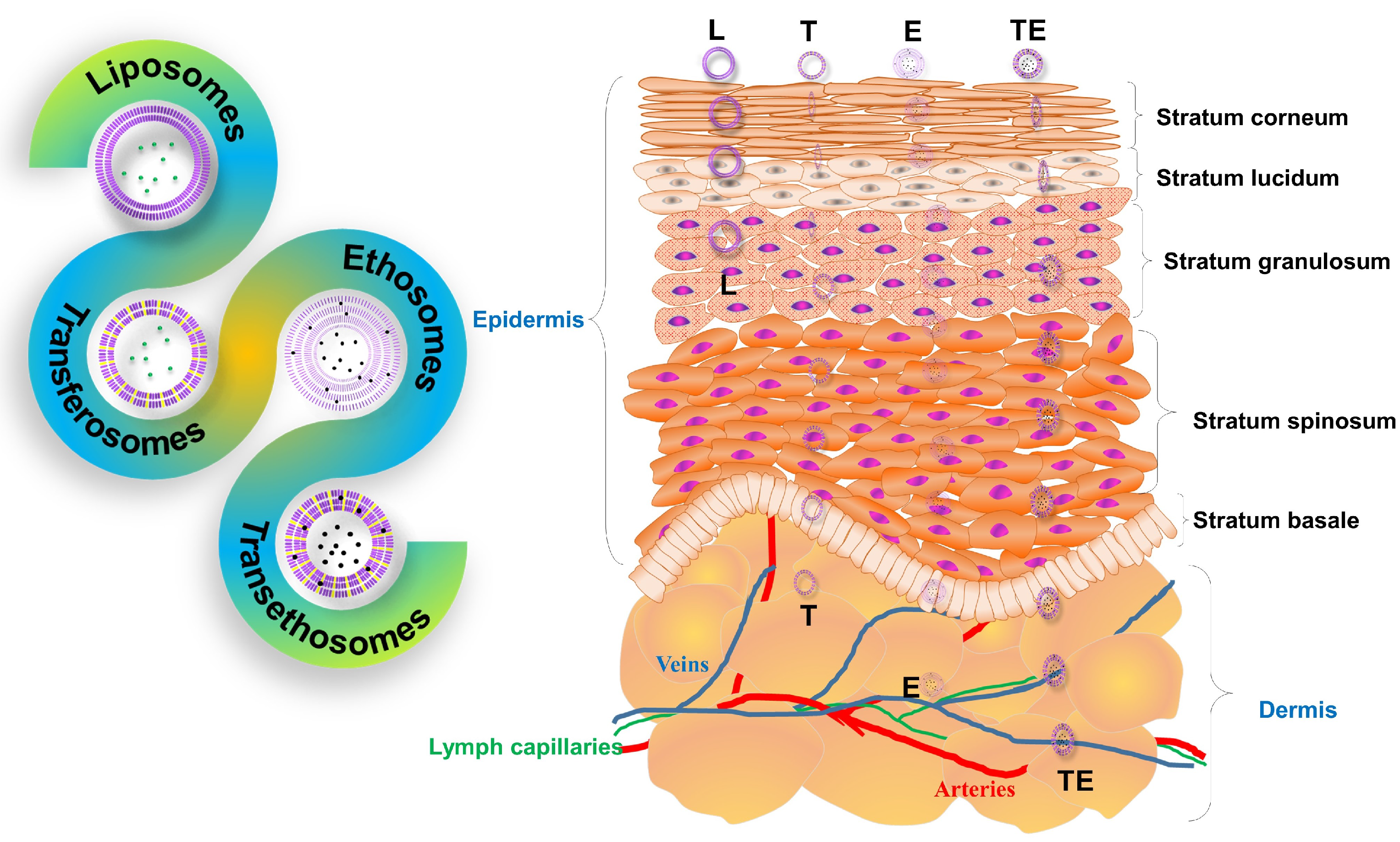 Nanomaterials 11 02557 g003