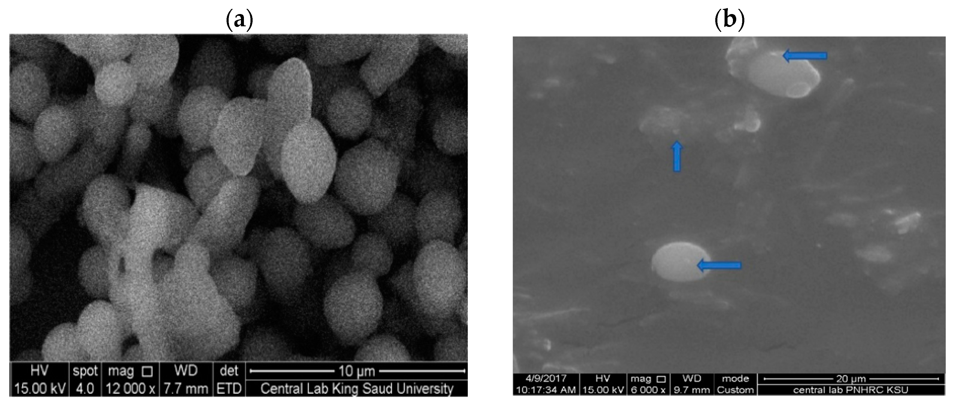 Nanomaterials 11 02573 g012