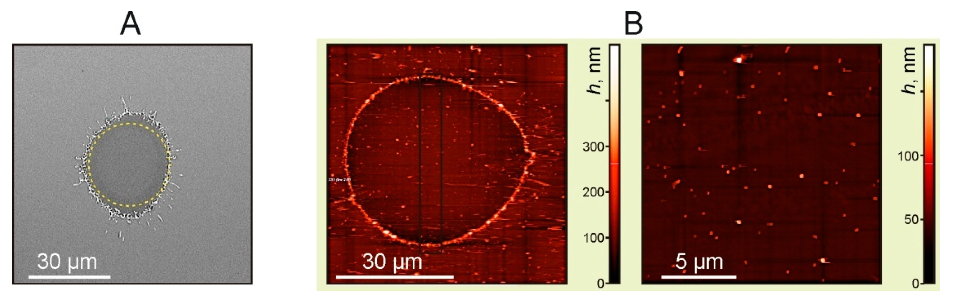 Nanomaterials 11 02584 g003