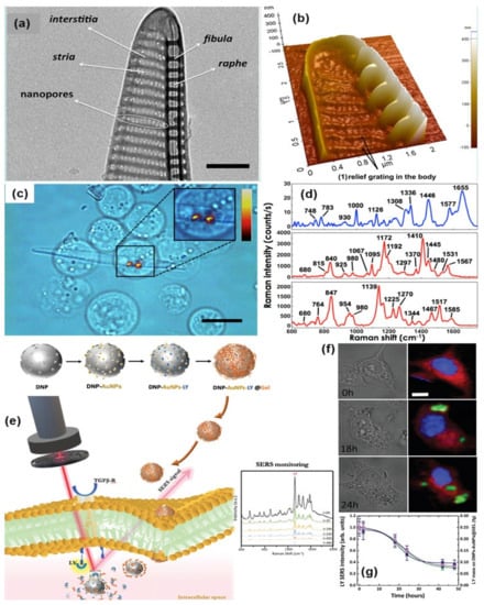 Nanomaterials 11 02679 g008 550
