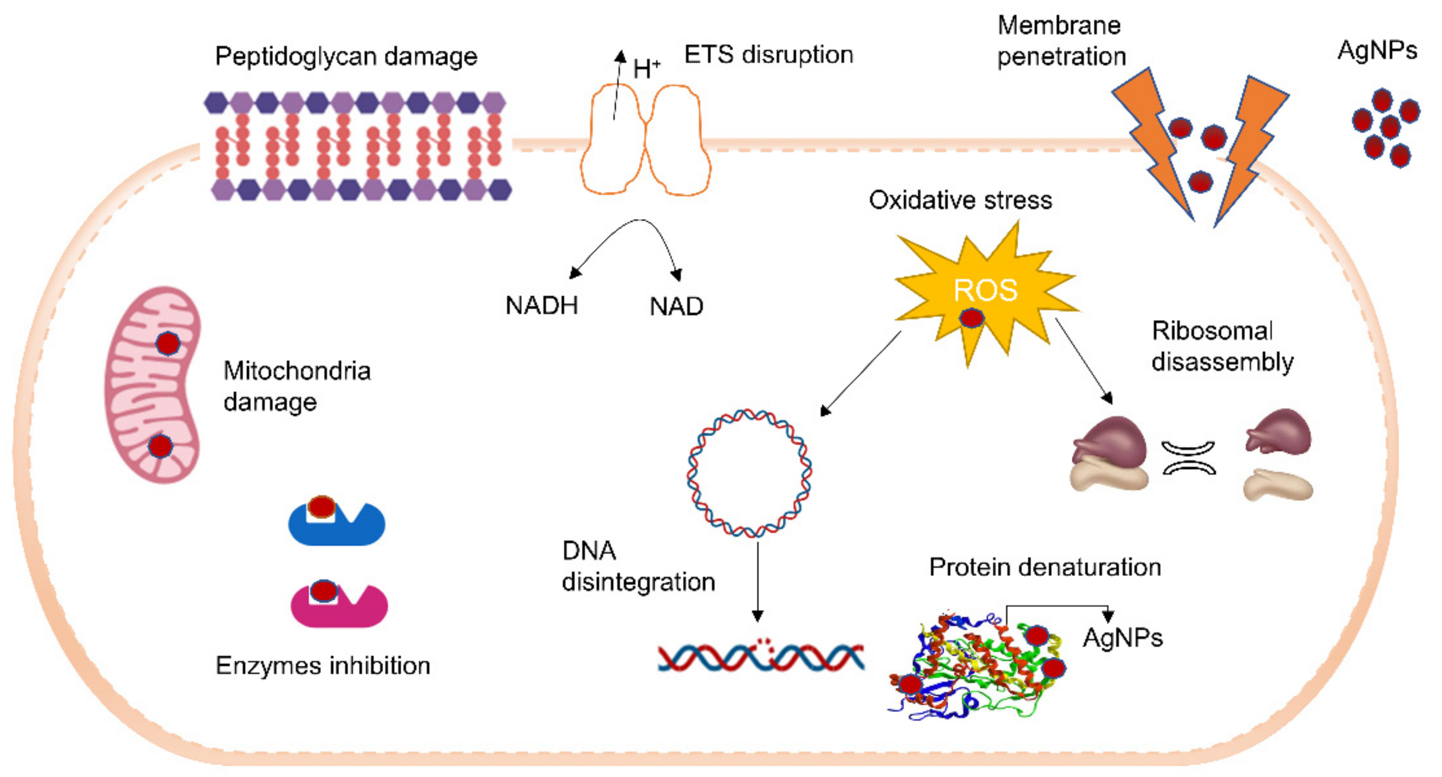 Nanomaterials 11 02757 g003