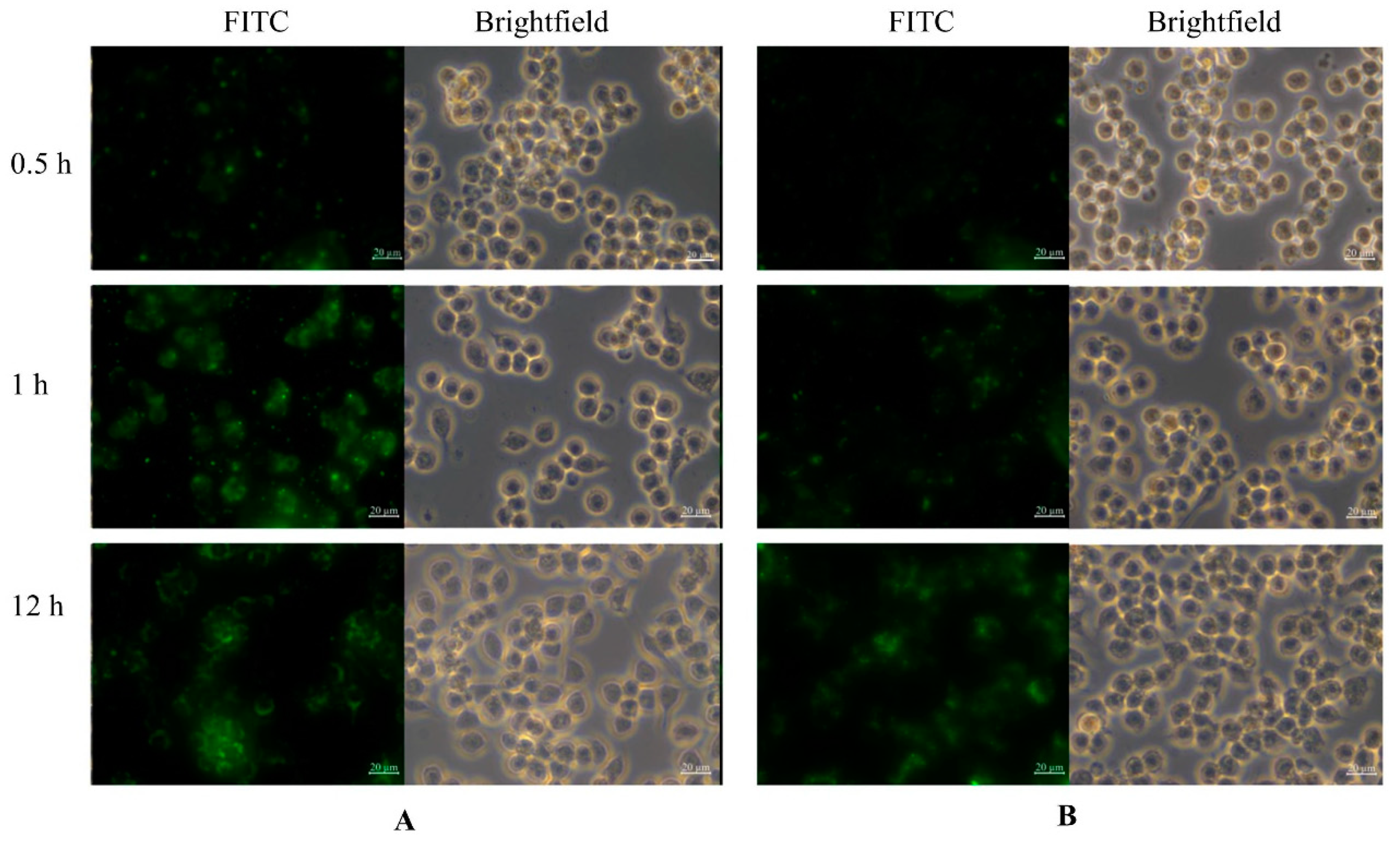 Nanomaterials 11 02812 g002
