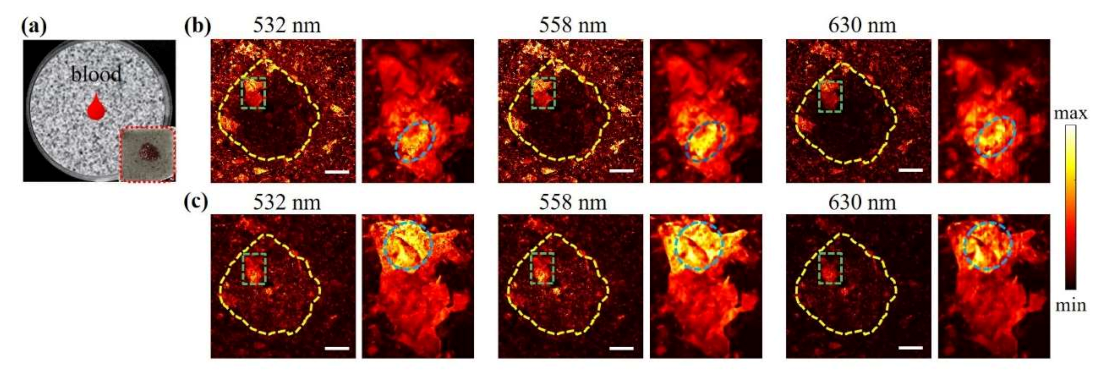 Nanomaterials 11 02879 g005