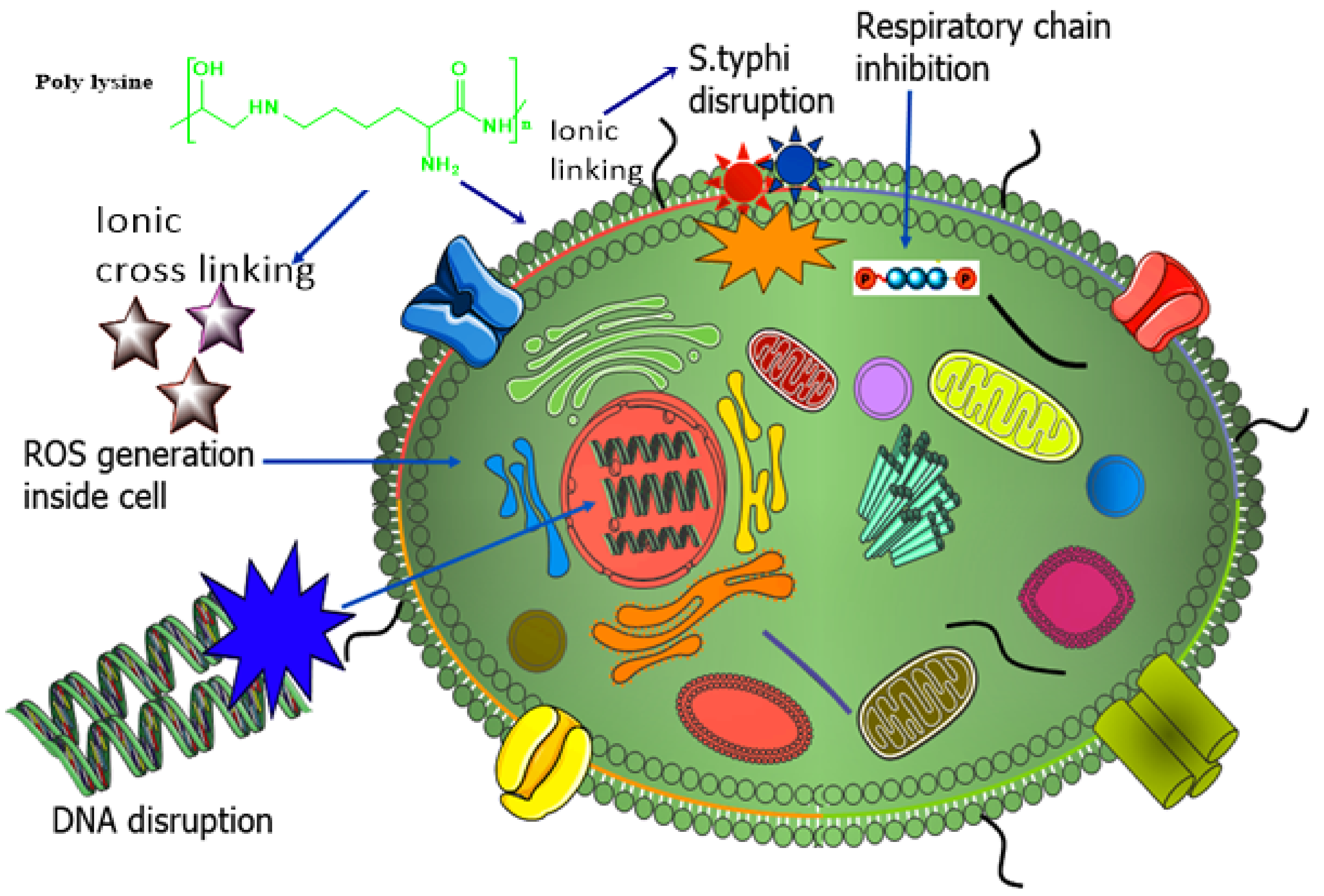 Nanomaterials 11 03002 g008