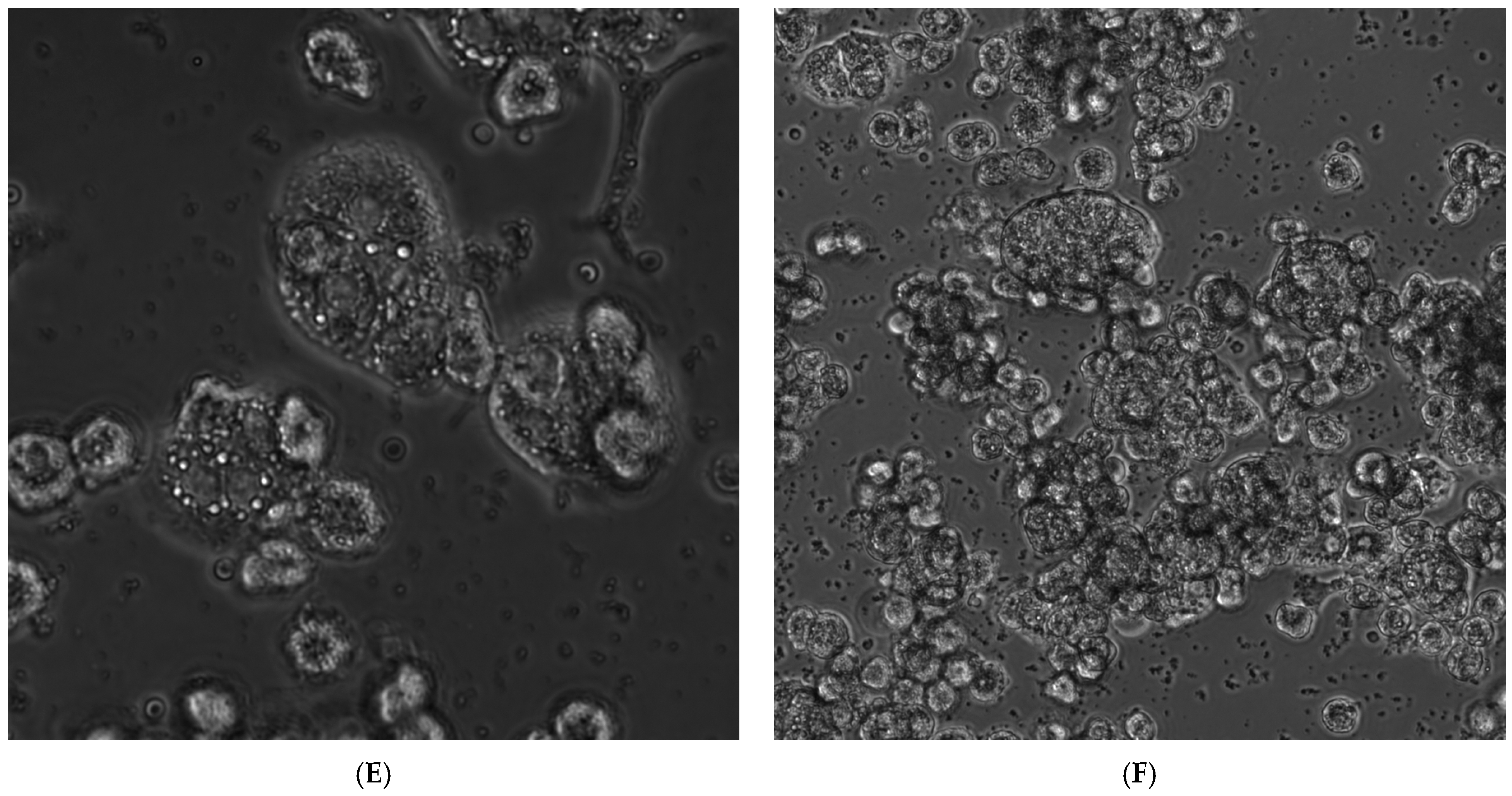 Nanomaterials 12 00016 g005b