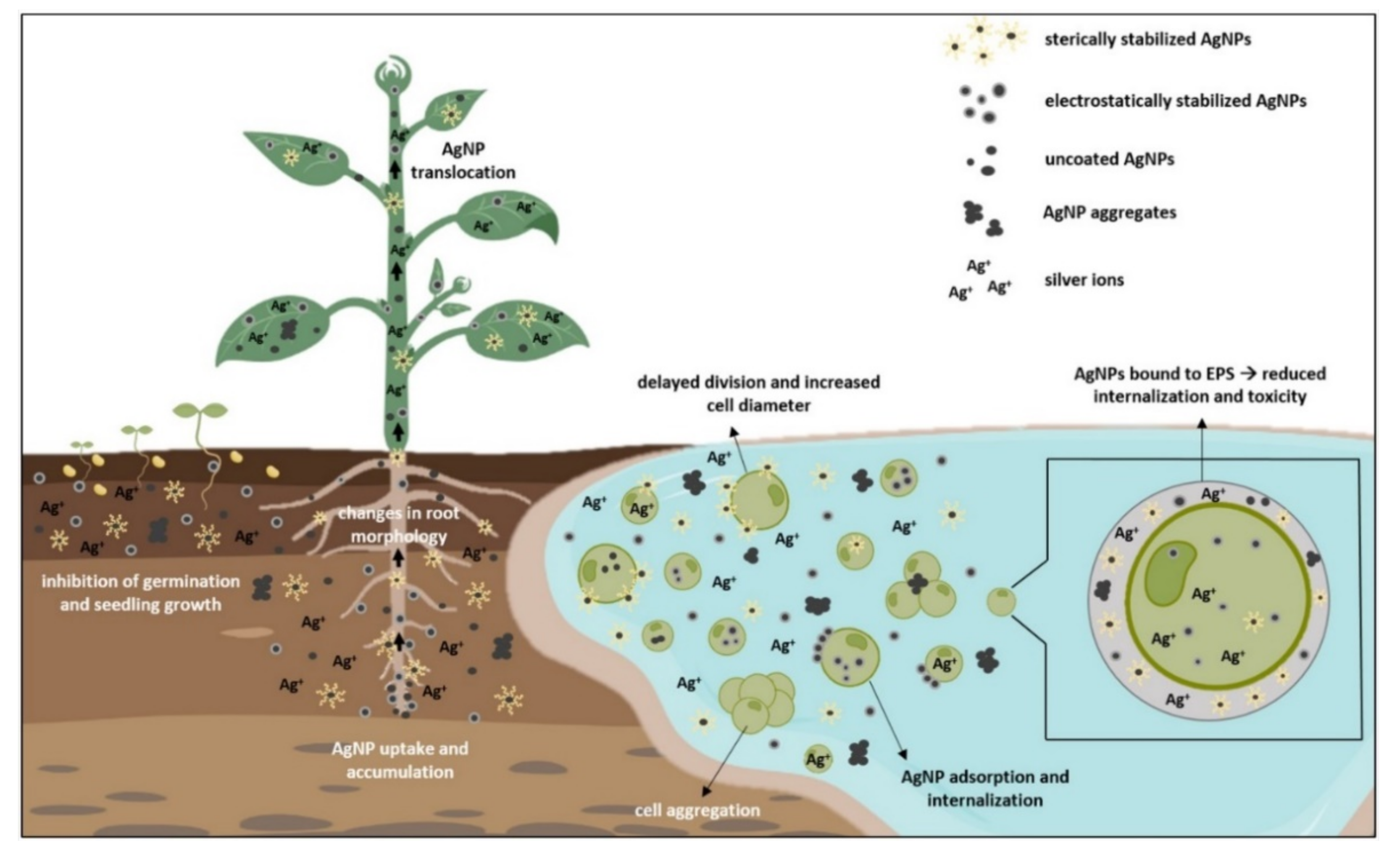 Nanomaterials 12 00024 g002
