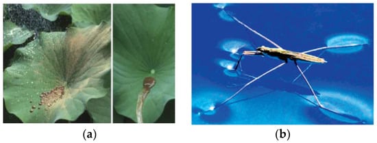 Nanomaterials 12 00044 g002 550