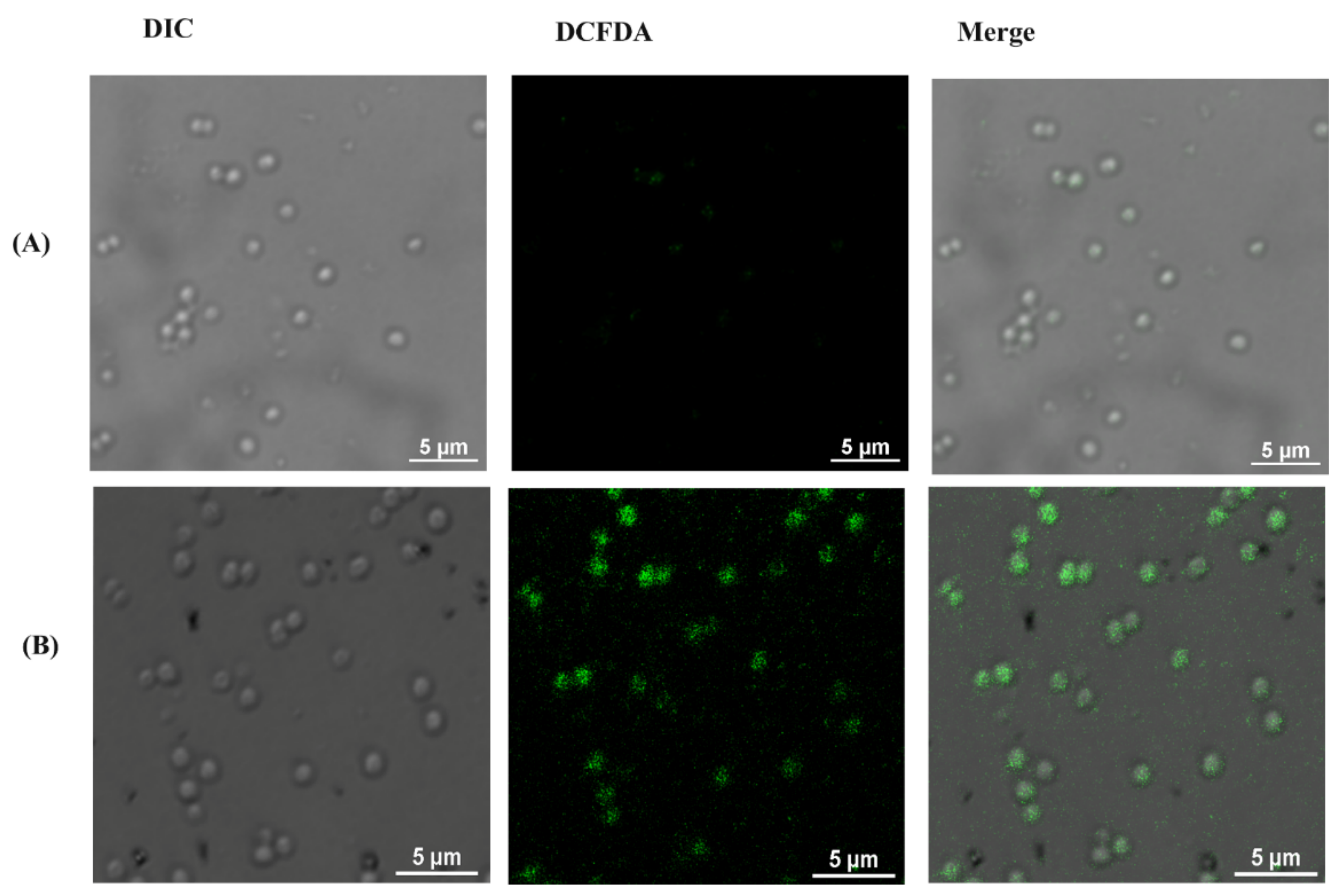 Nanomaterials 12 00191 g008a