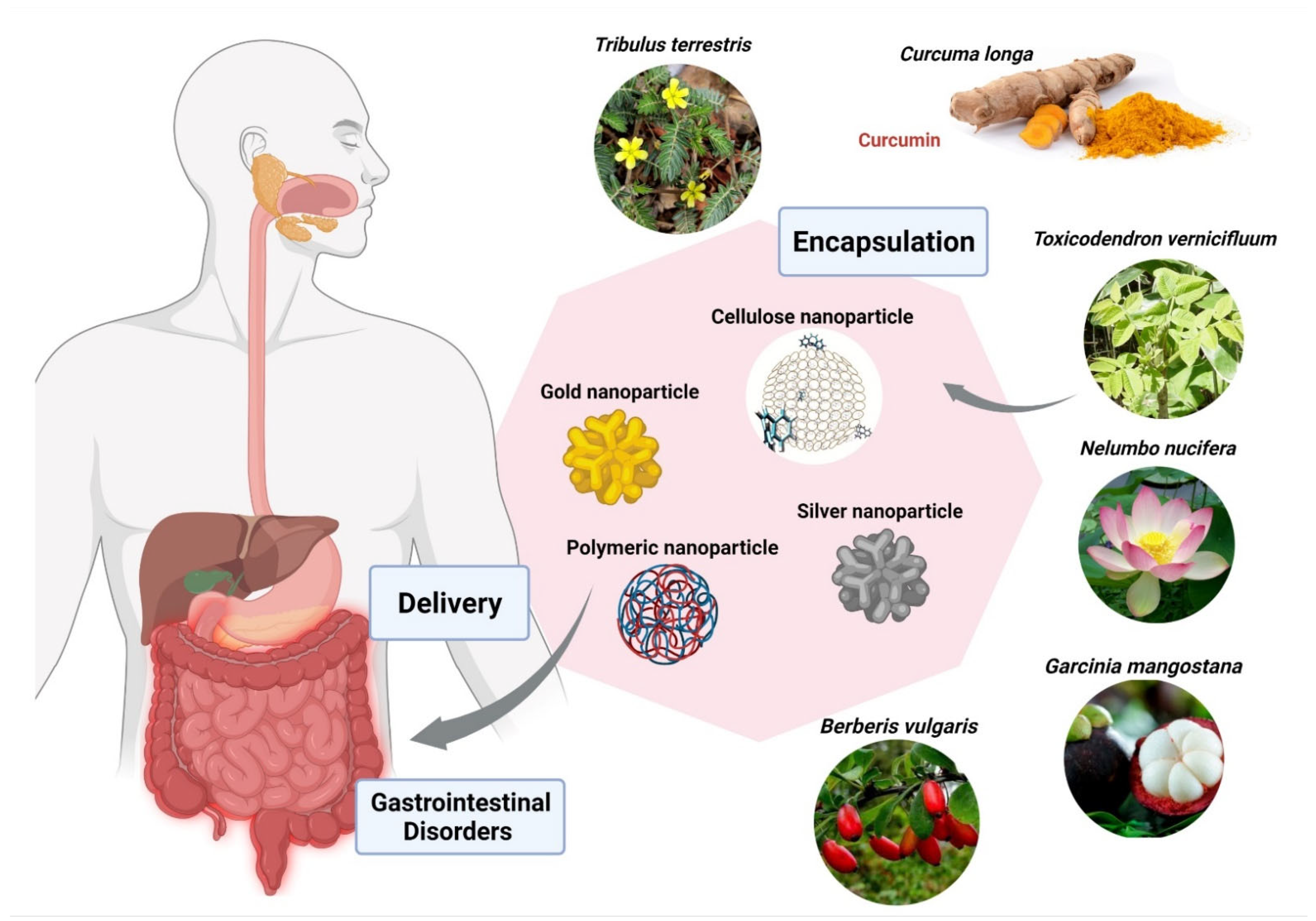 Nanomaterials 12 00238 g005