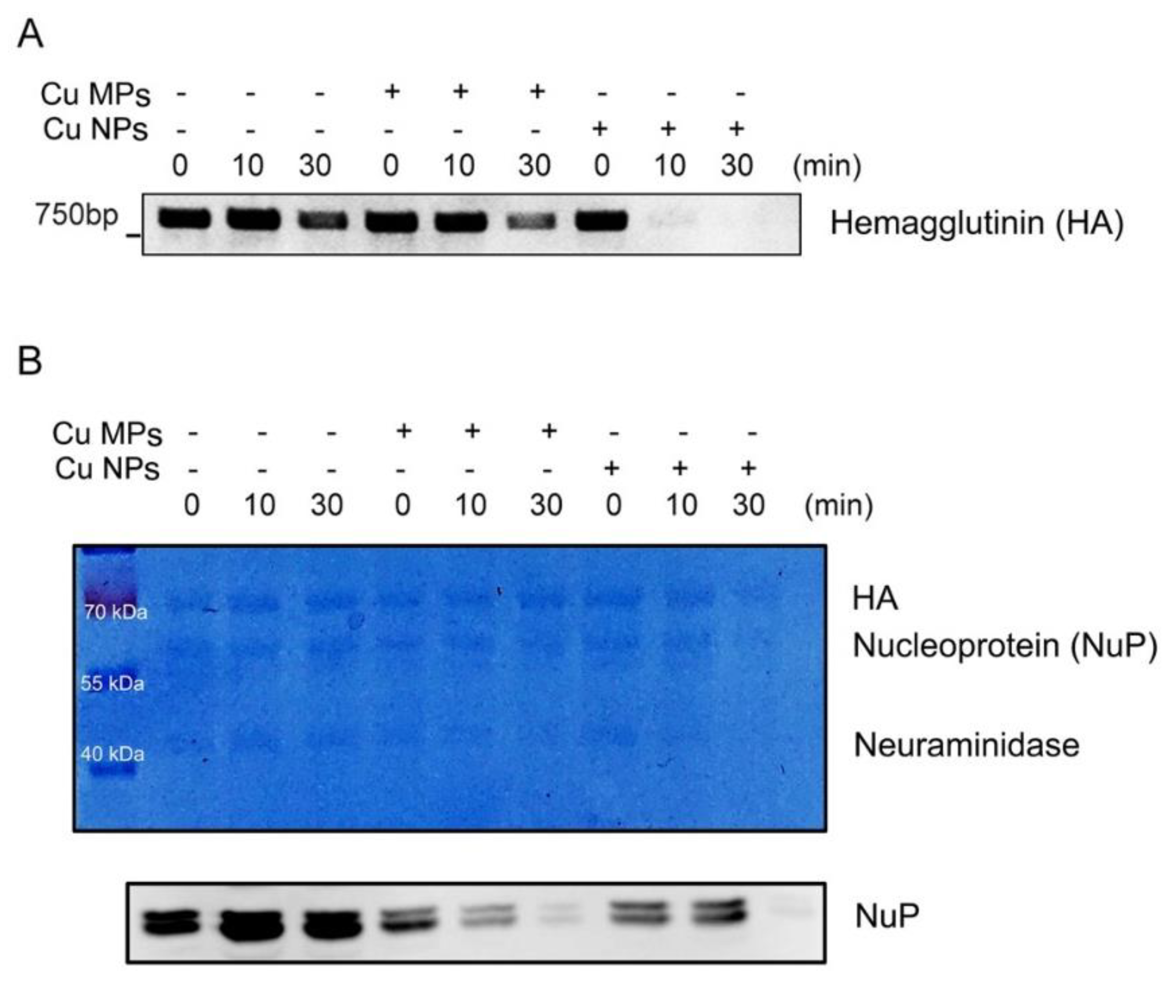 Nanomaterials 12 00268 g005 Nanomaterials 12 00268 g005