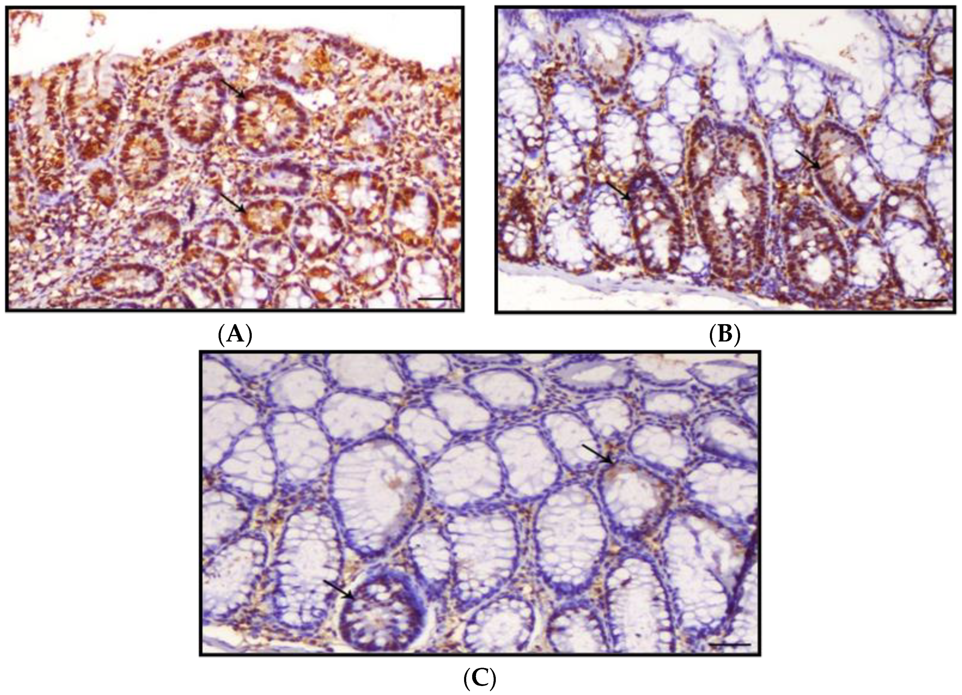 Nanomaterials 12 00324 g010 Nanomaterials 12 00324 g010