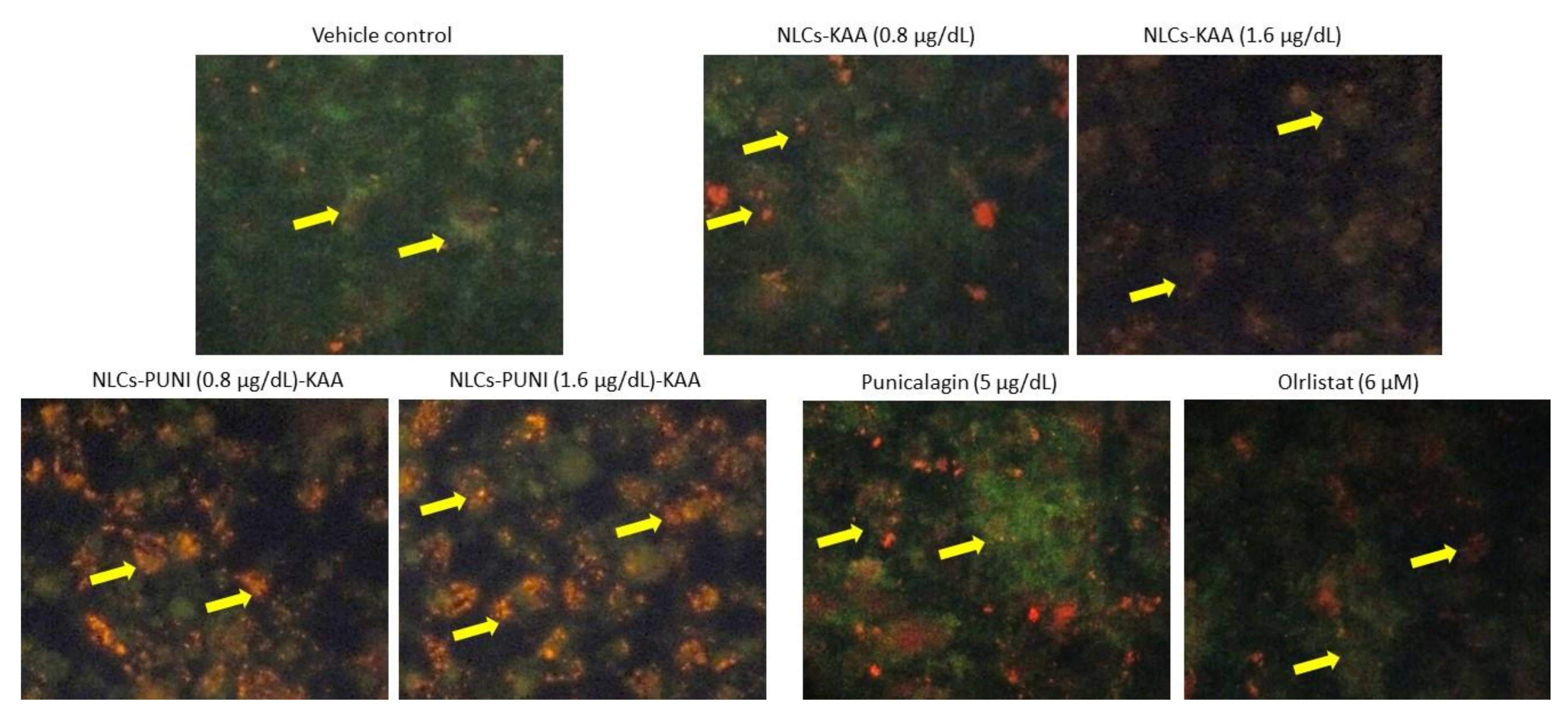 Nanomaterials 12 00368 g005