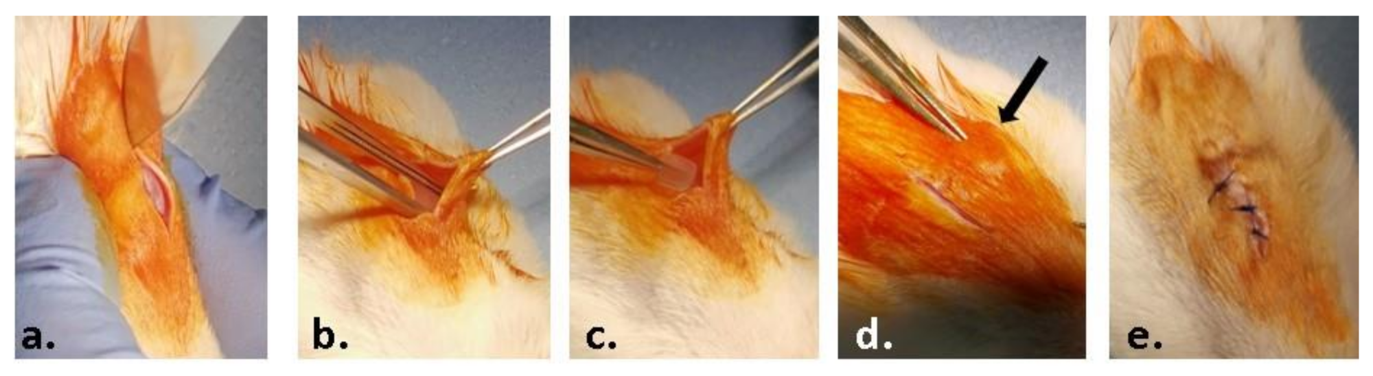 Nanomaterials 12 00503 g001 Nanomaterials 12 00503 g001