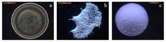 Nanomaterials 12 00507 g010