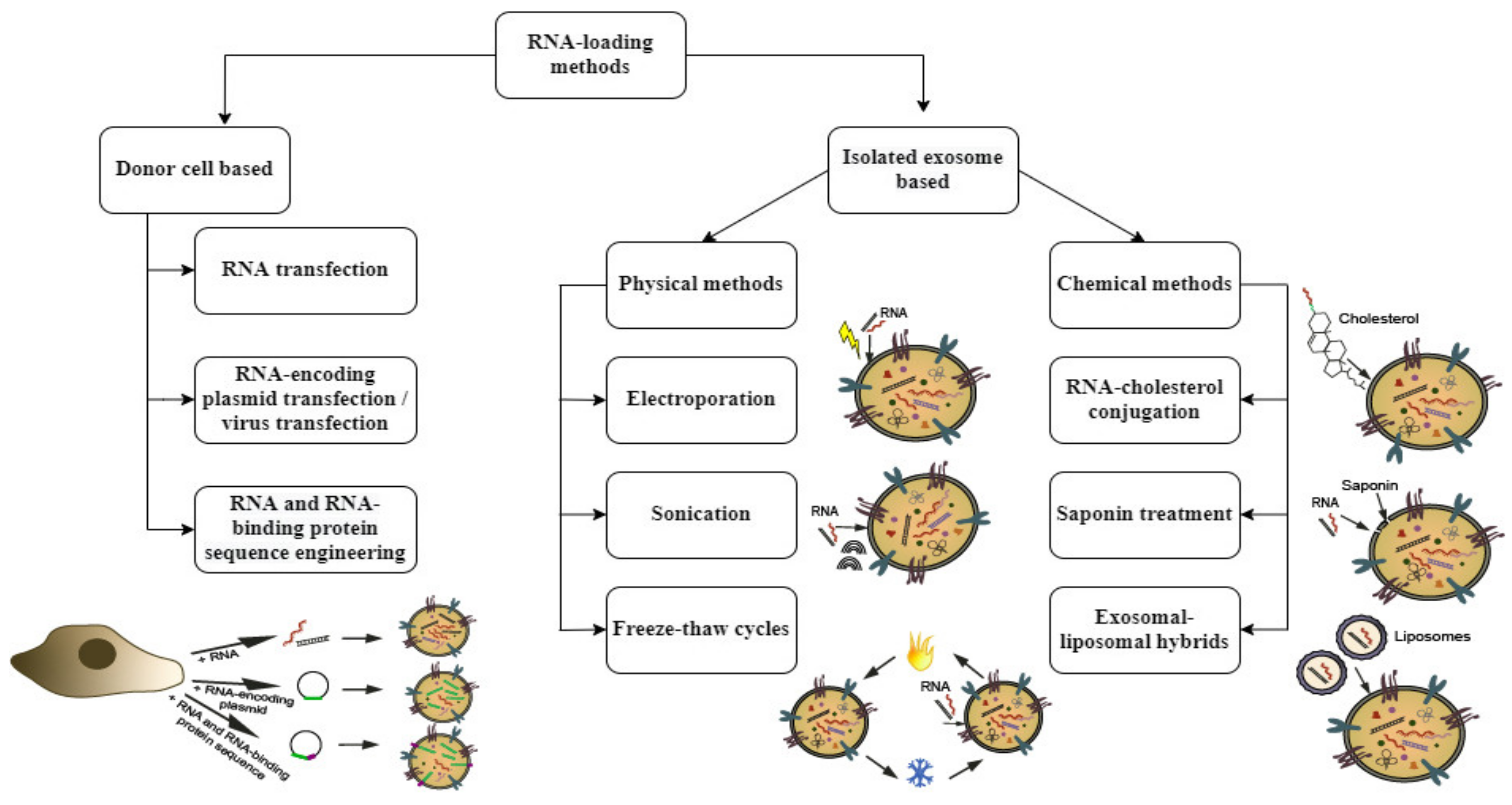 Nanomaterials 12 00524 g002