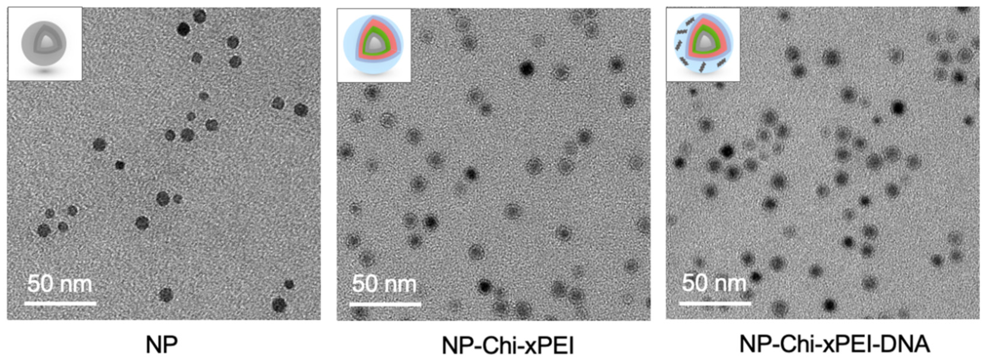 Nanomaterials 12 00584 g005