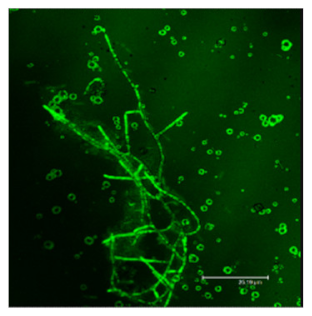 Nanomaterials 12 00600 i002
