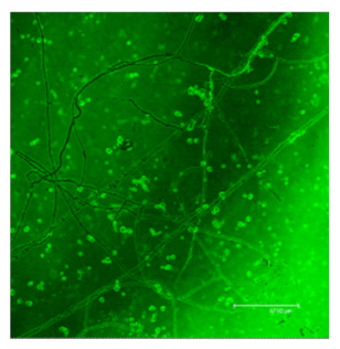 Nanomaterials 12 00600 i004