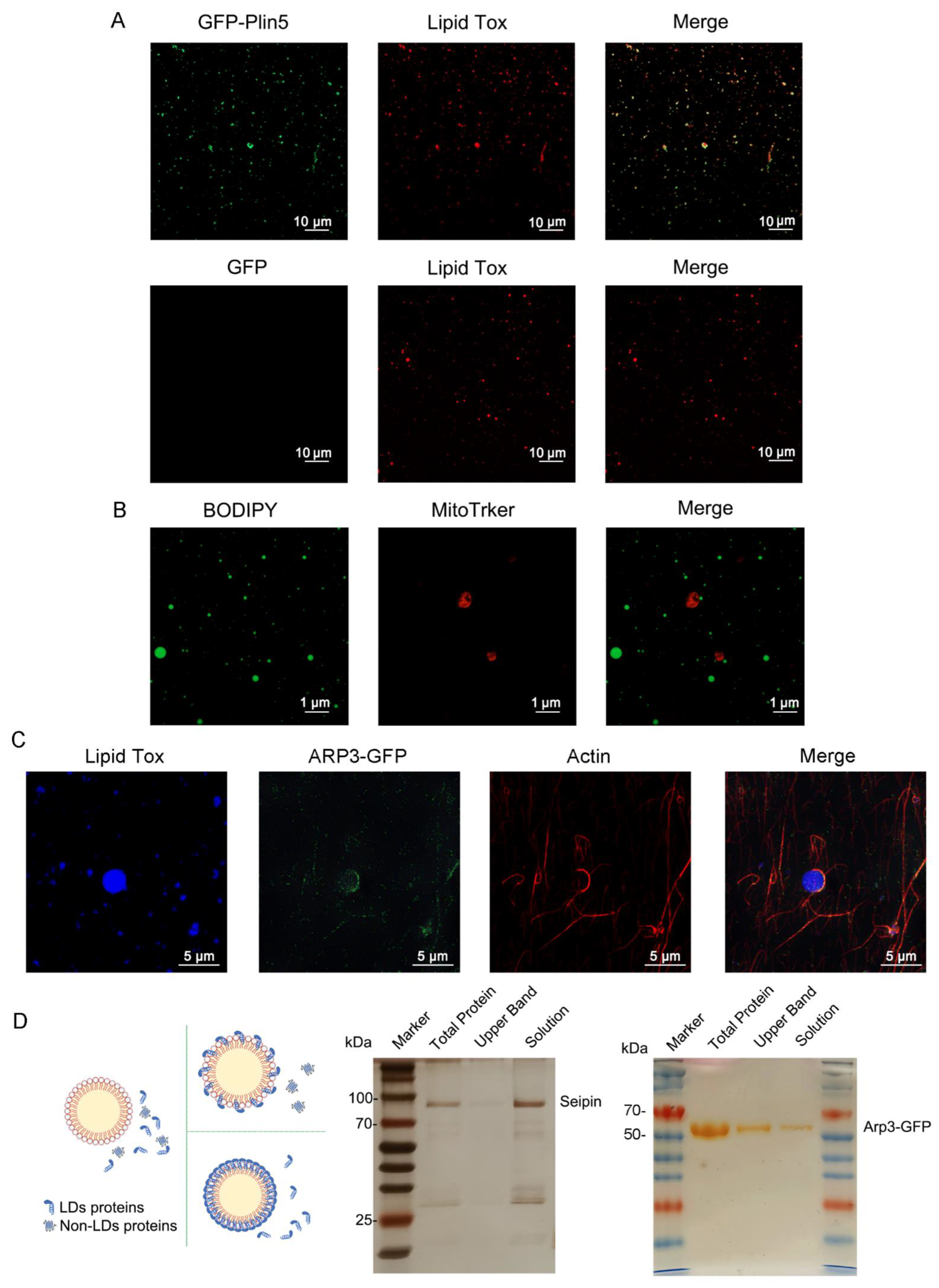 Nanomaterials 12 00672 g003