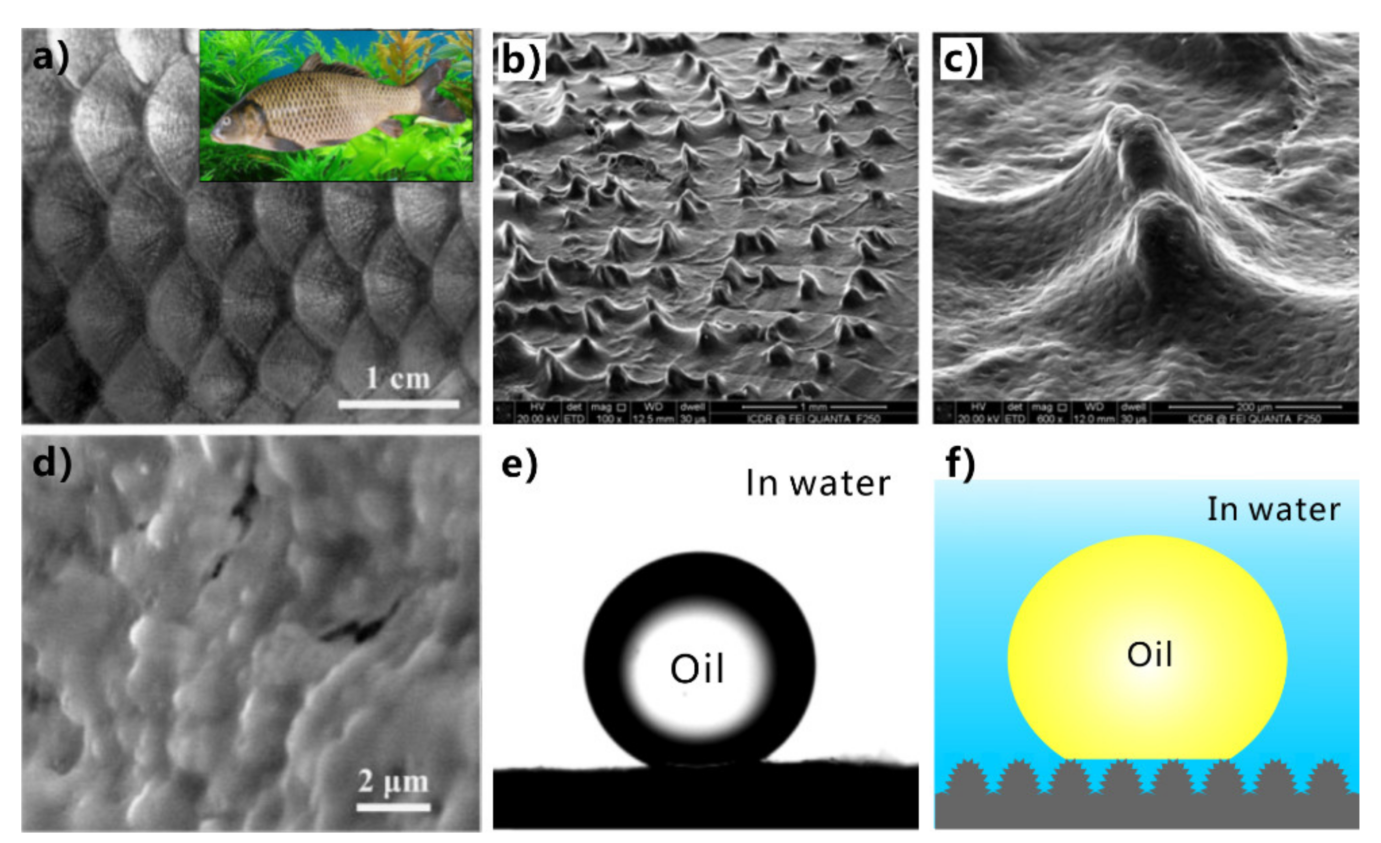 Nanomaterials 12 00688 g007 Nanomaterials 12 00688 g007