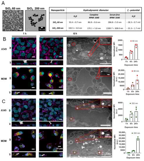 Nanomaterials 12 00690 g001 550