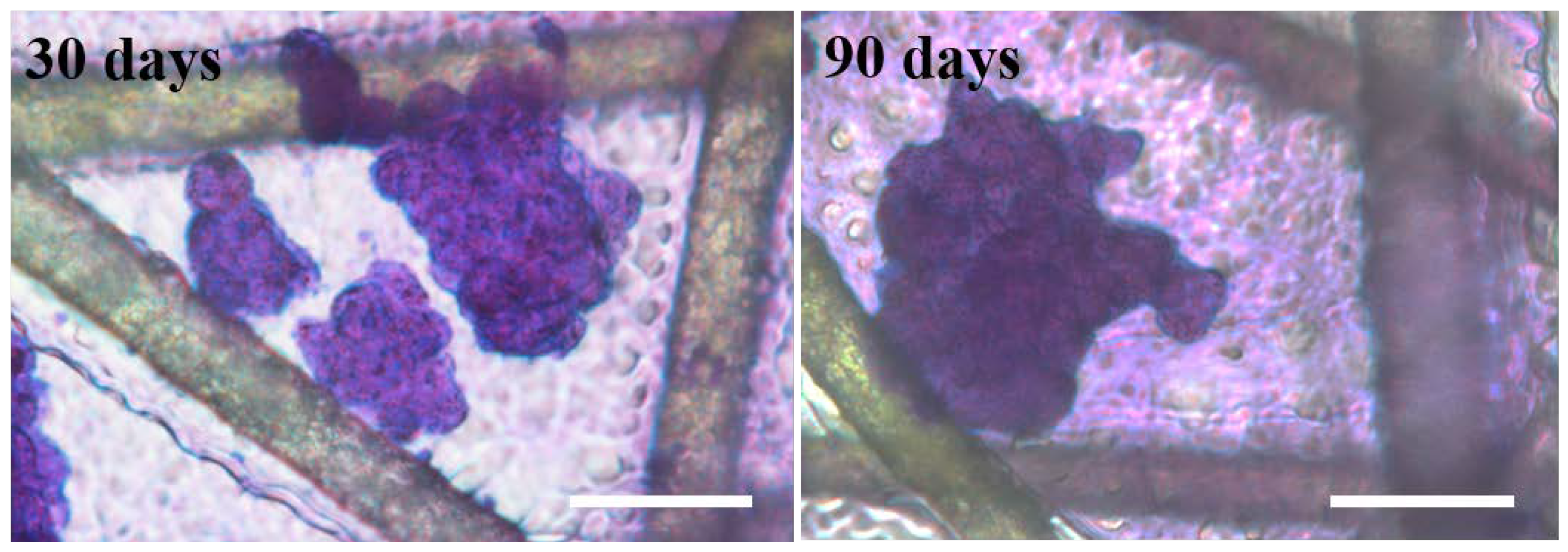 Nanomaterials 12 00808 g004