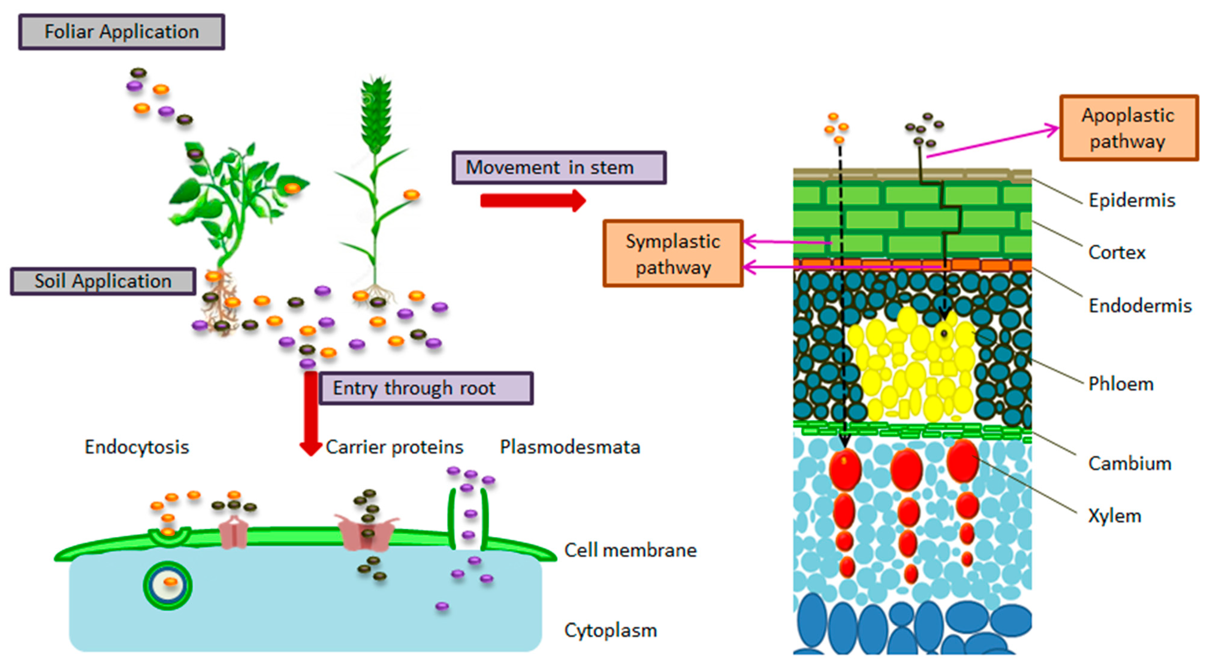 Nanomaterials 12 00965 g002