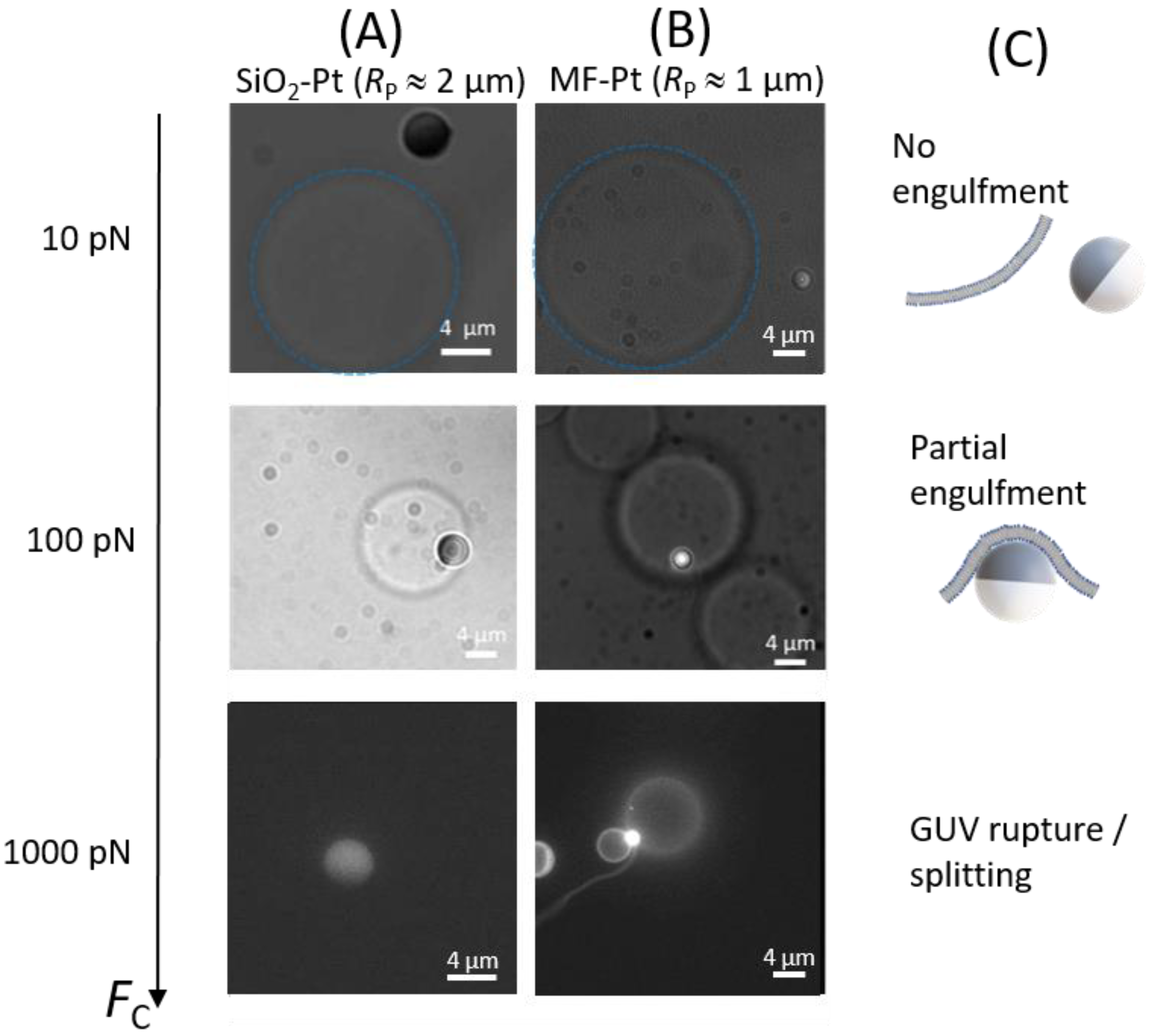 Nanomaterials 12 01434 g003