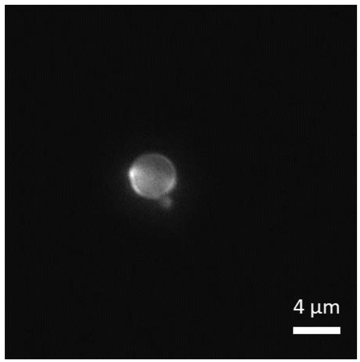 Nanomaterials 12 01434 g004