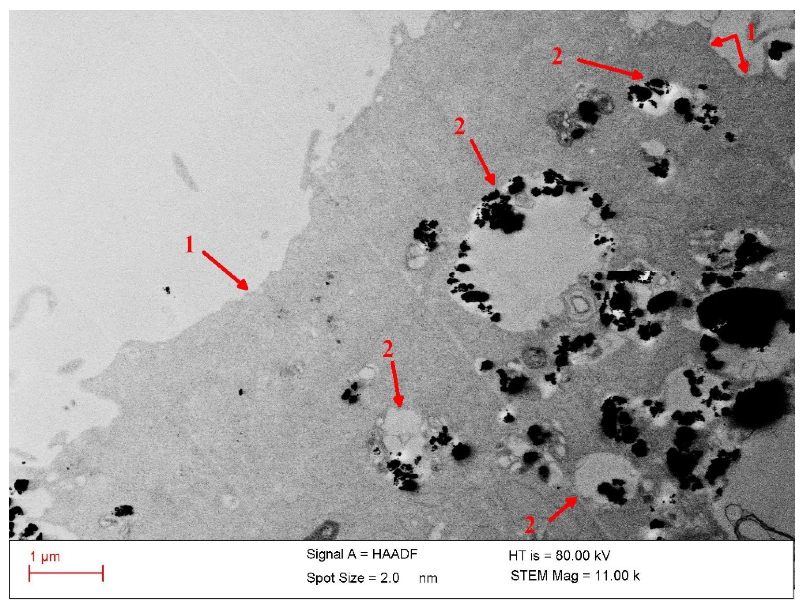Nanomaterials 12 01488 g009