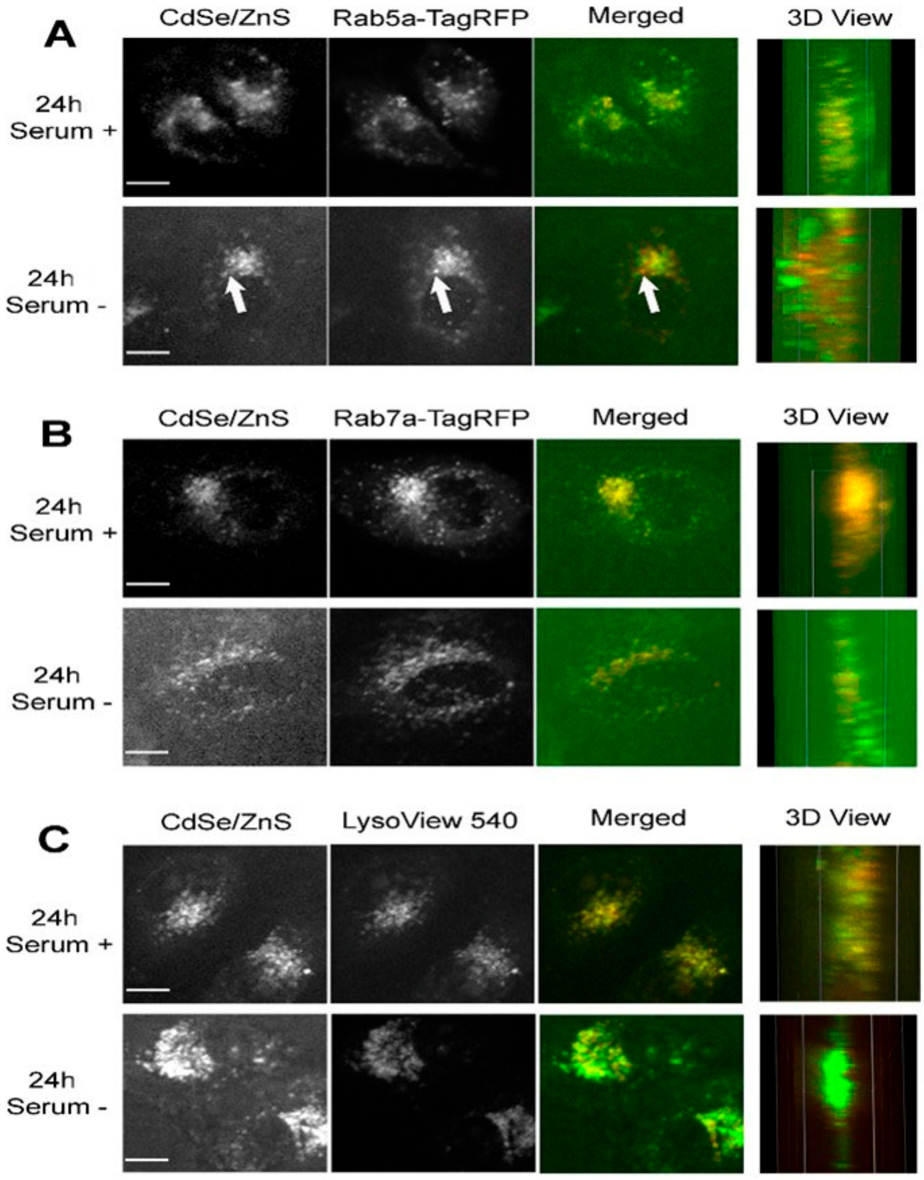 Nanomaterials 12 01517 g004
