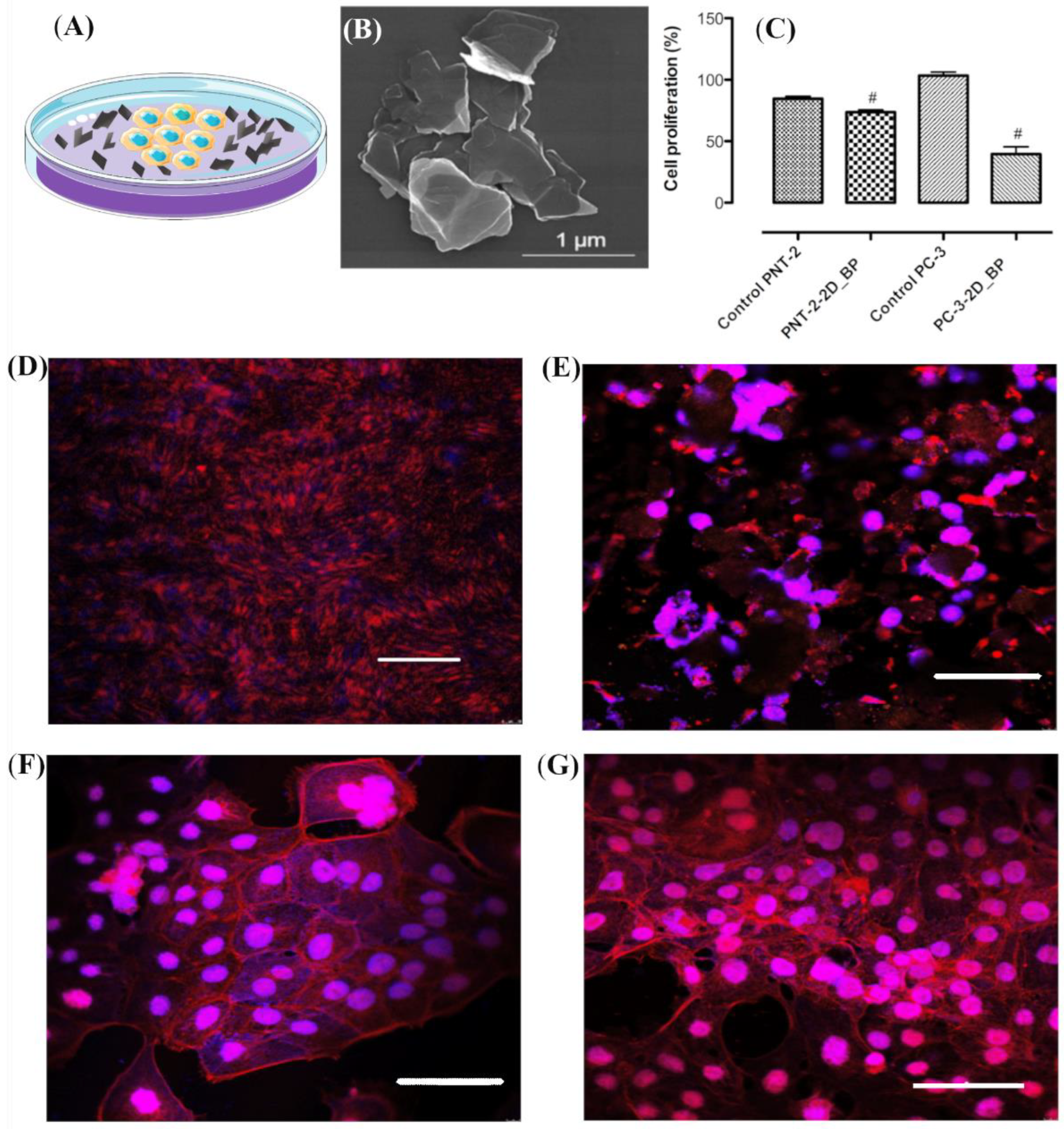 Nanomaterials 12 01994 g001