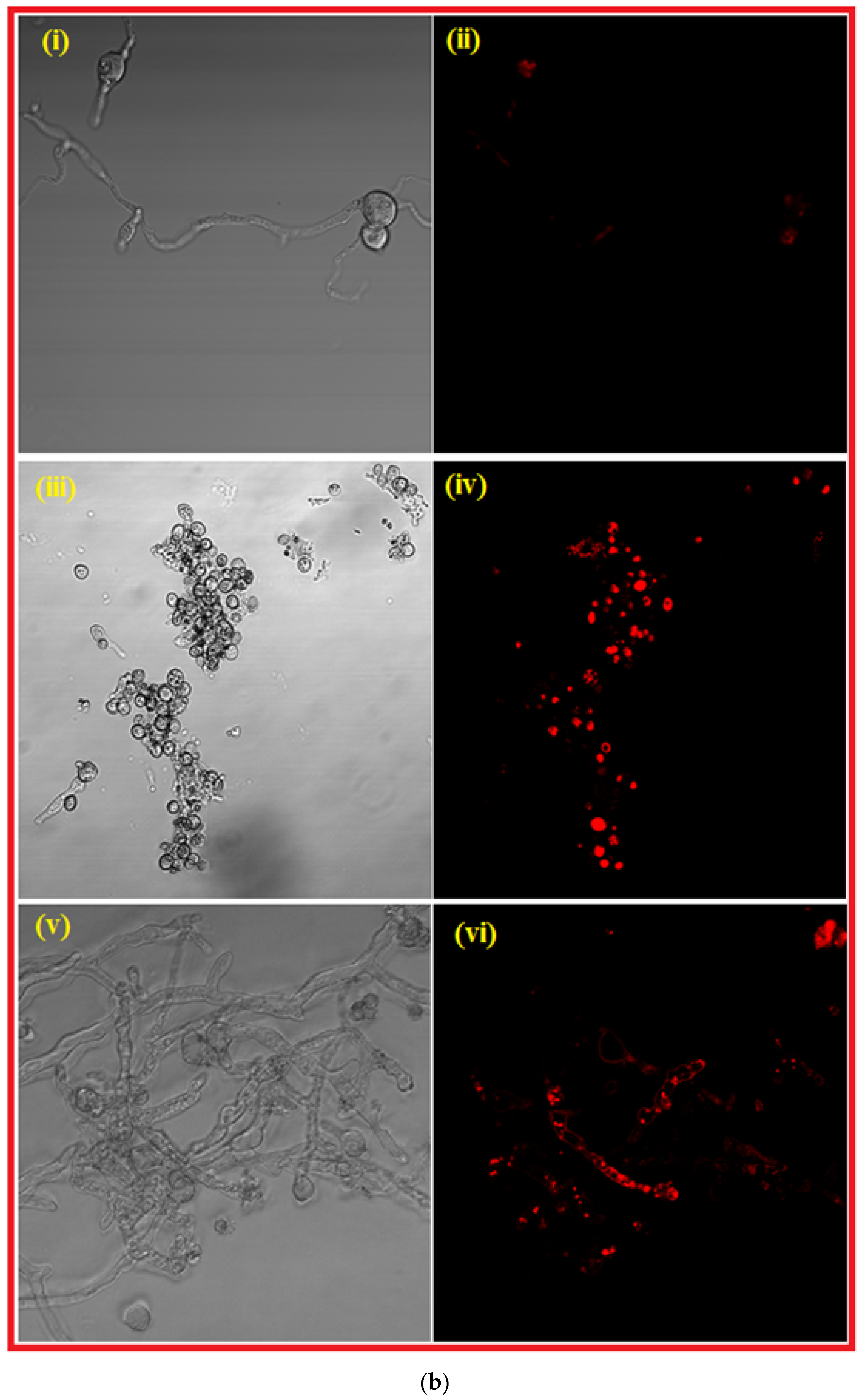 Nanomaterials 12 02235 g006b
