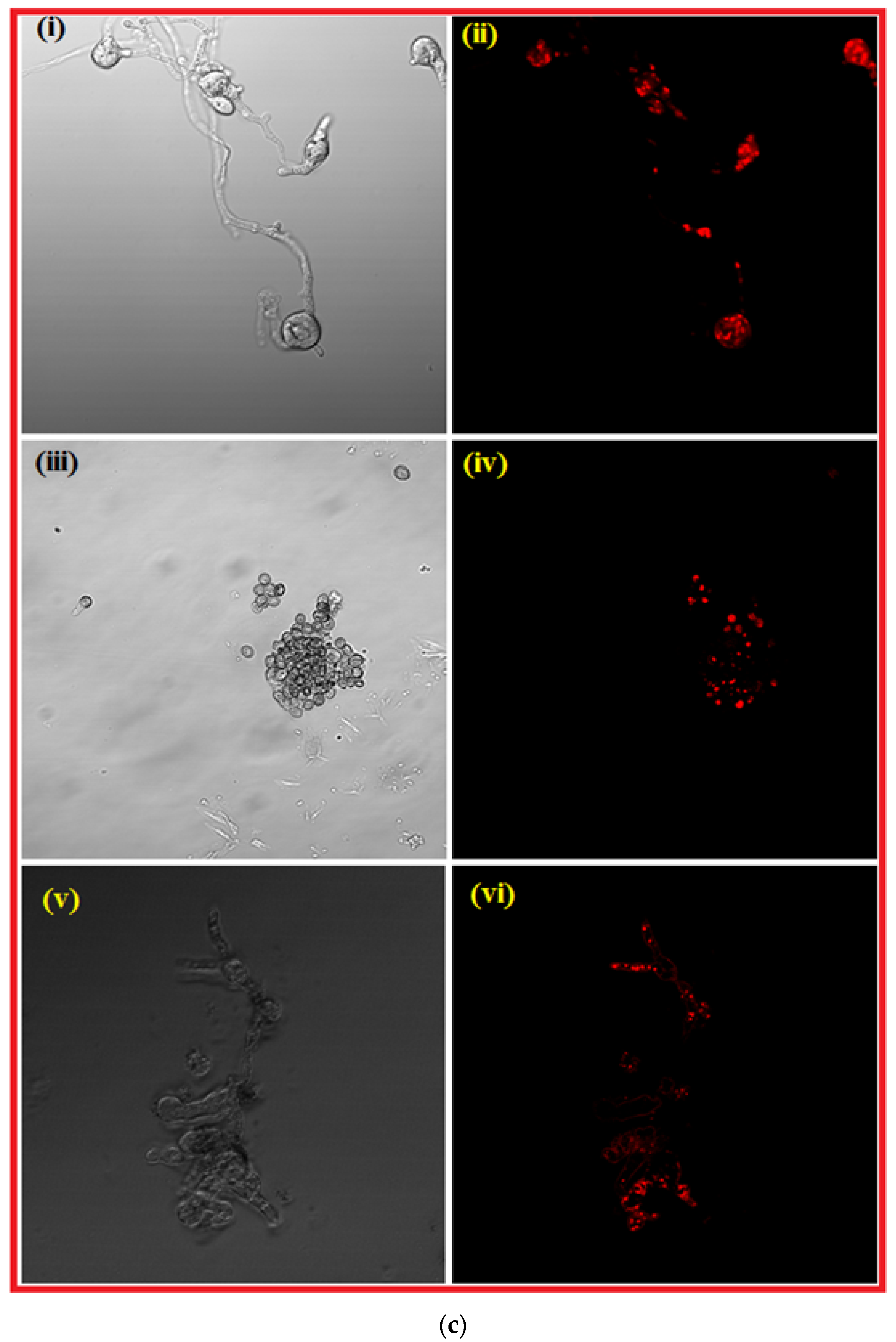 Nanomaterials 12 02235 g006c