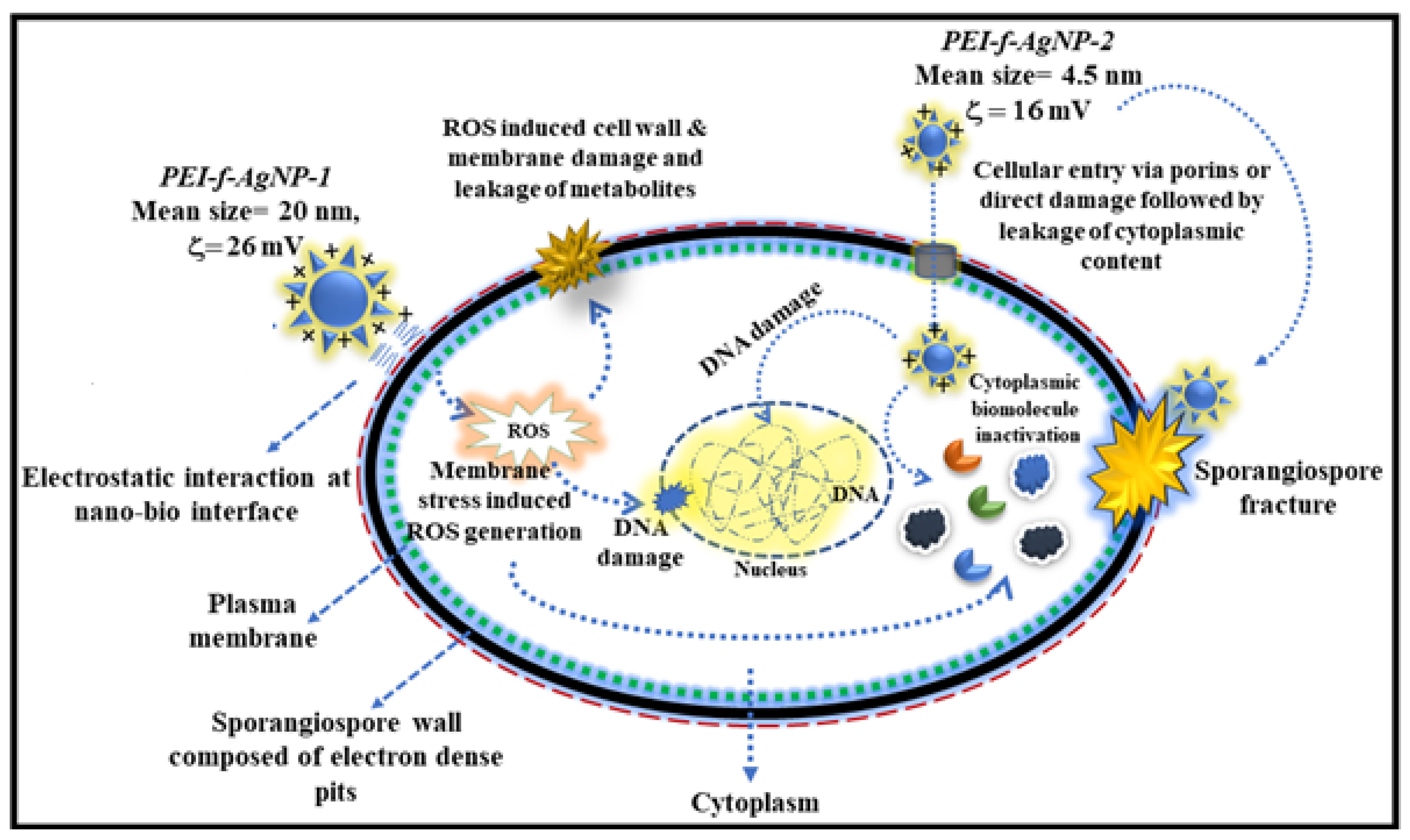 Nanomaterials 12 02235 g010