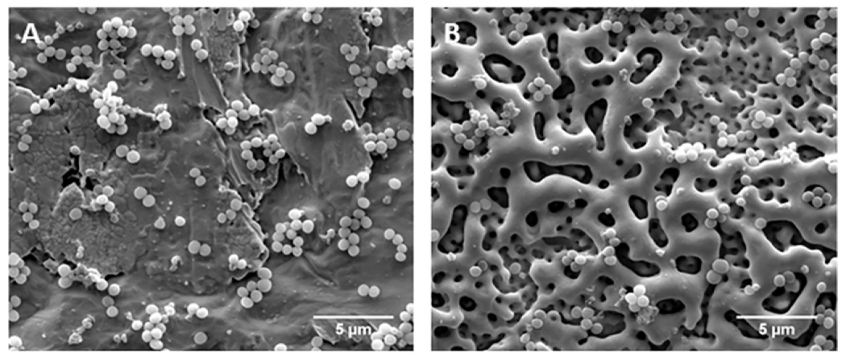 Nanomaterials 12 02319 g021
