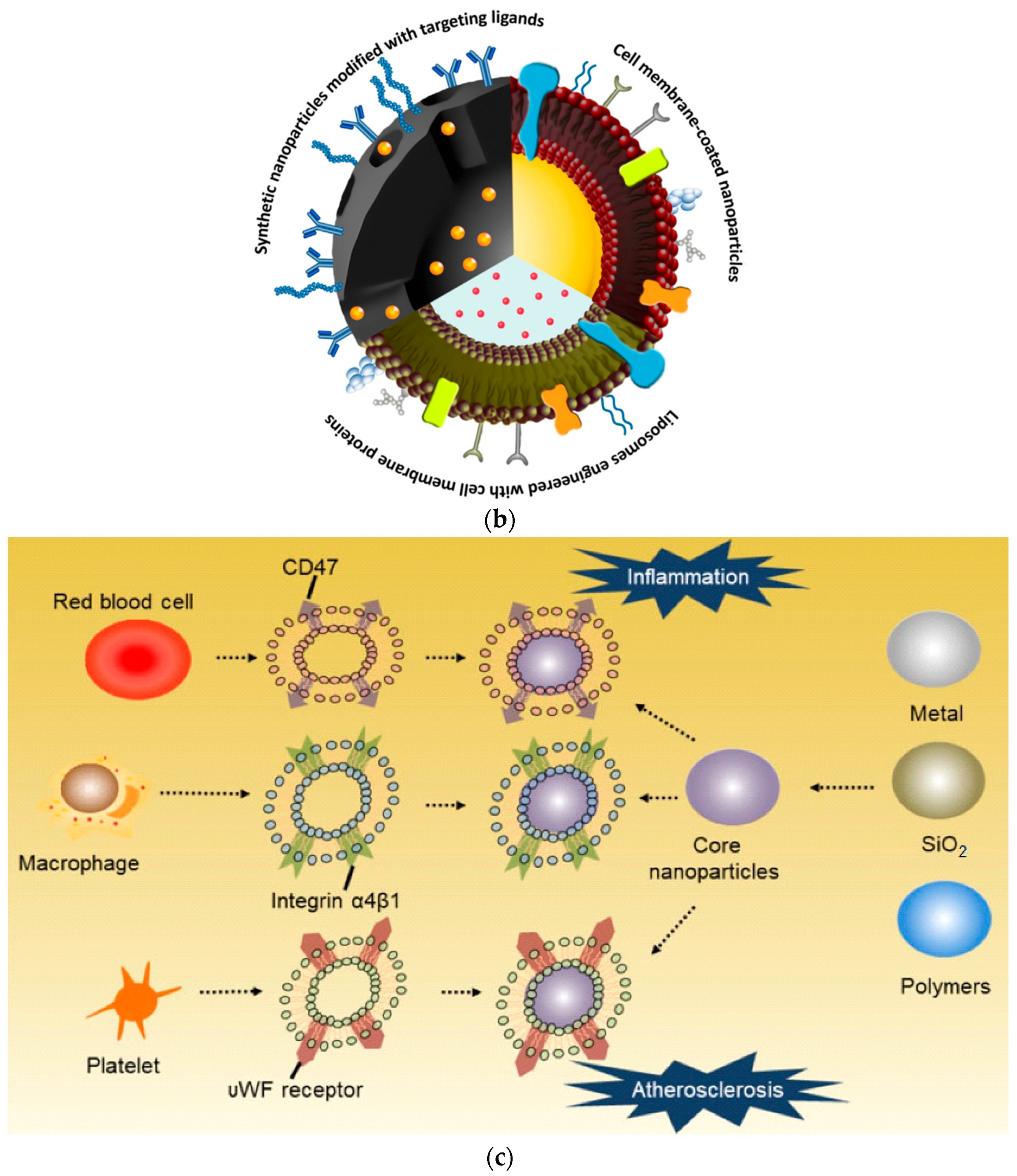 Nanomaterials 12 02485 g001b