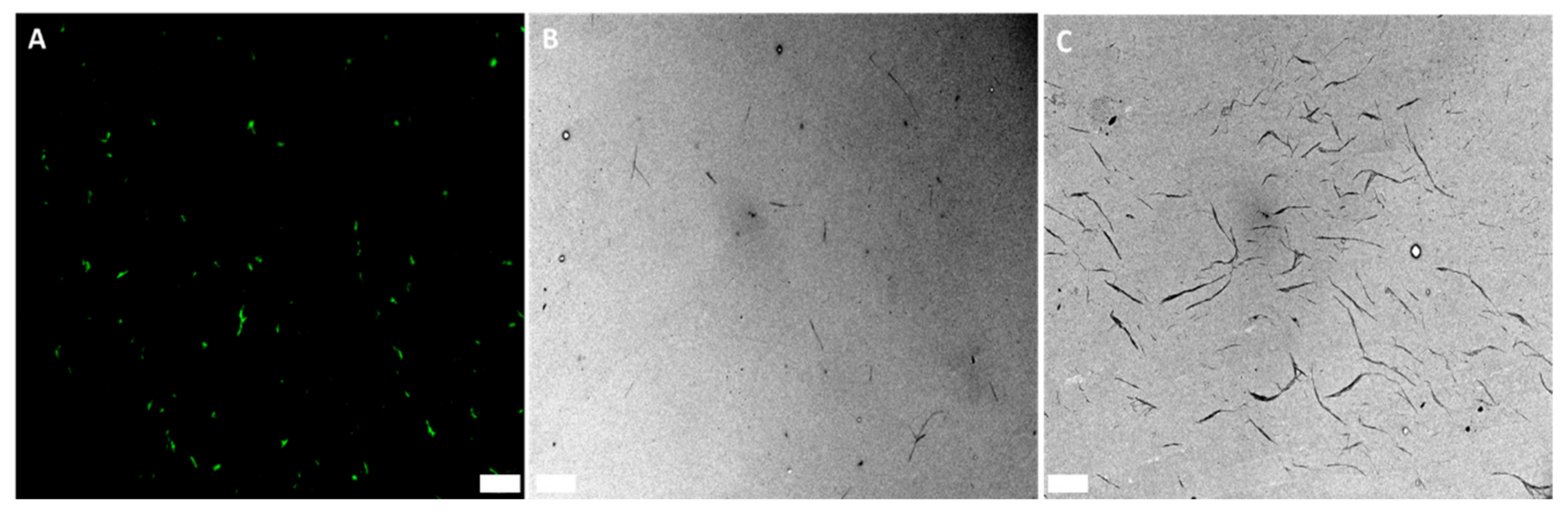 Nanomaterials 12 02605 g005