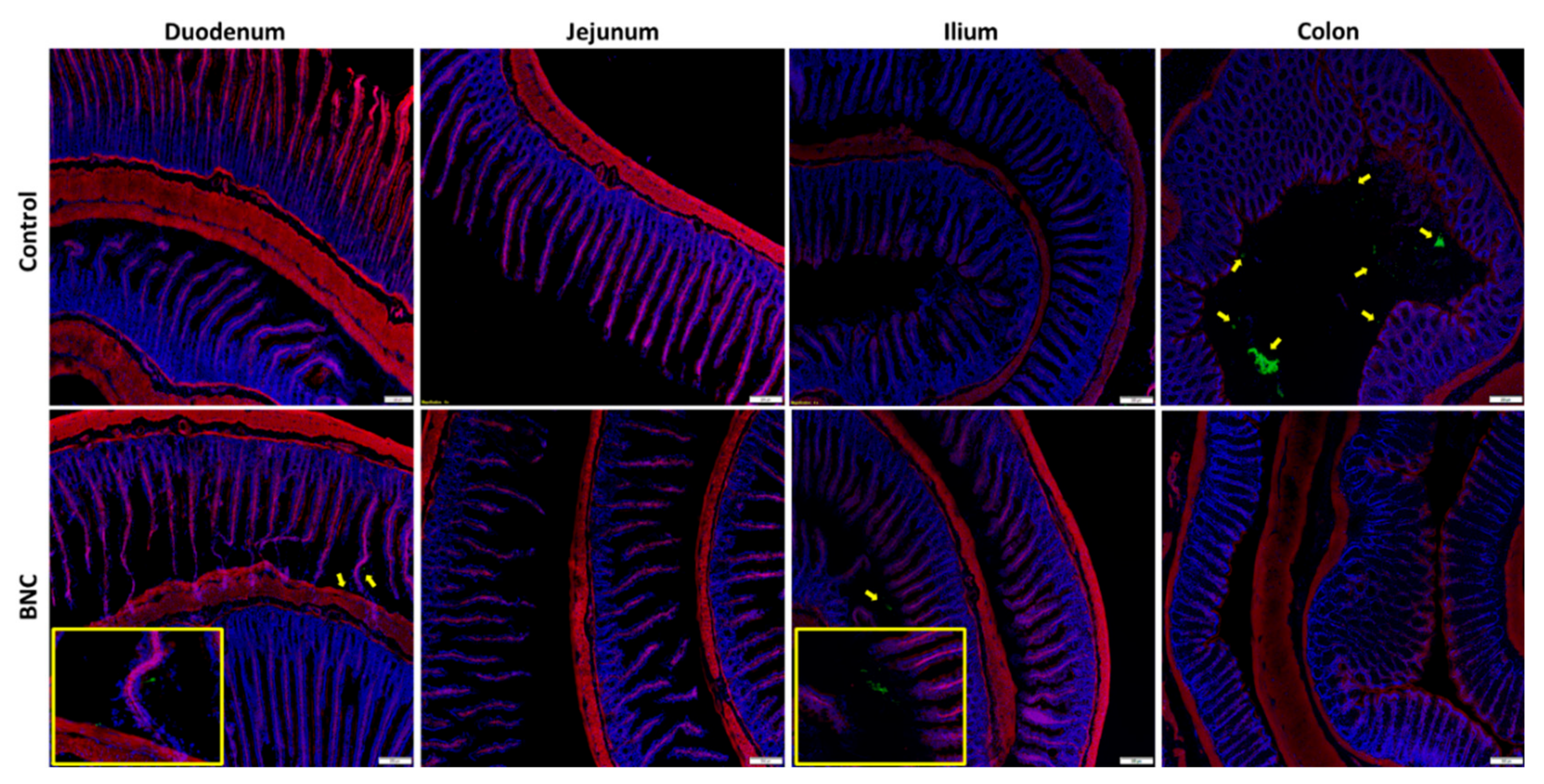 Nanomaterials 12 02605 g009