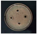 Nanomaterials 12 02636 i008 Nanomaterials 12 02636 i008