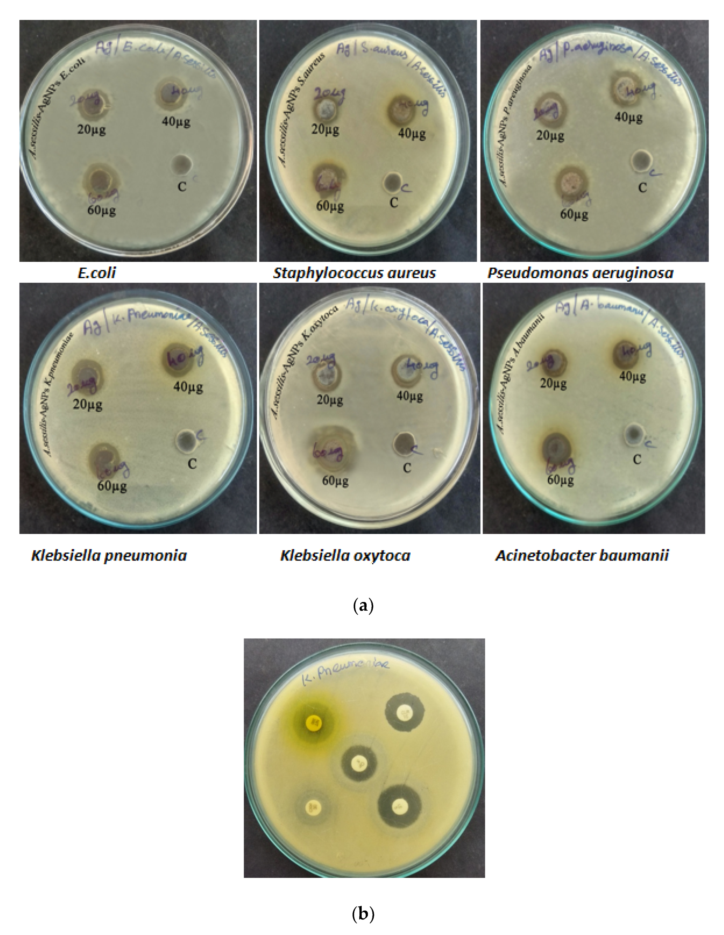 Nanomaterials 12 02759 g001 Nanomaterials 12 02759 g001