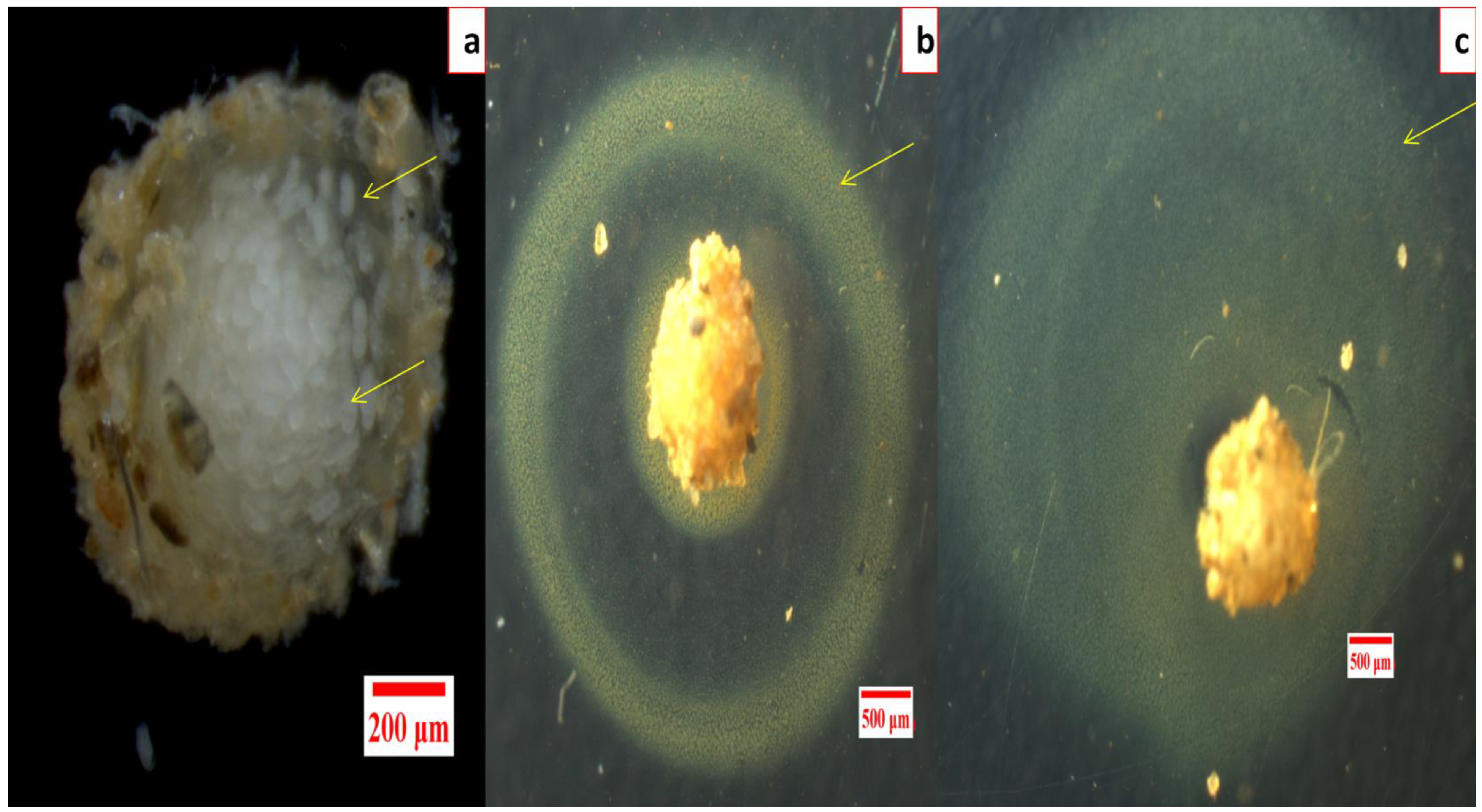 Nanomaterials 12 02966 g004