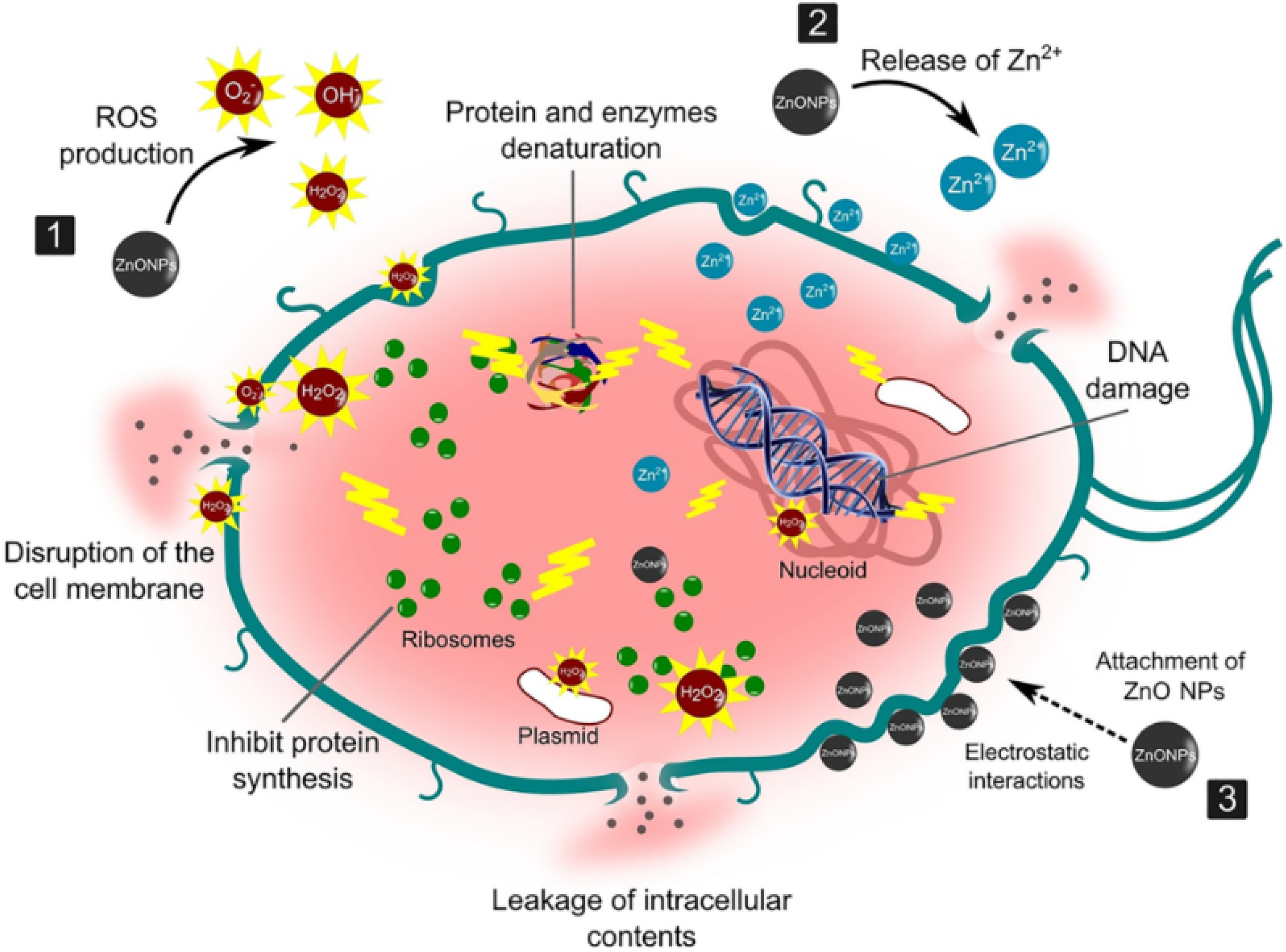 Nanomaterials 12 03066 g001