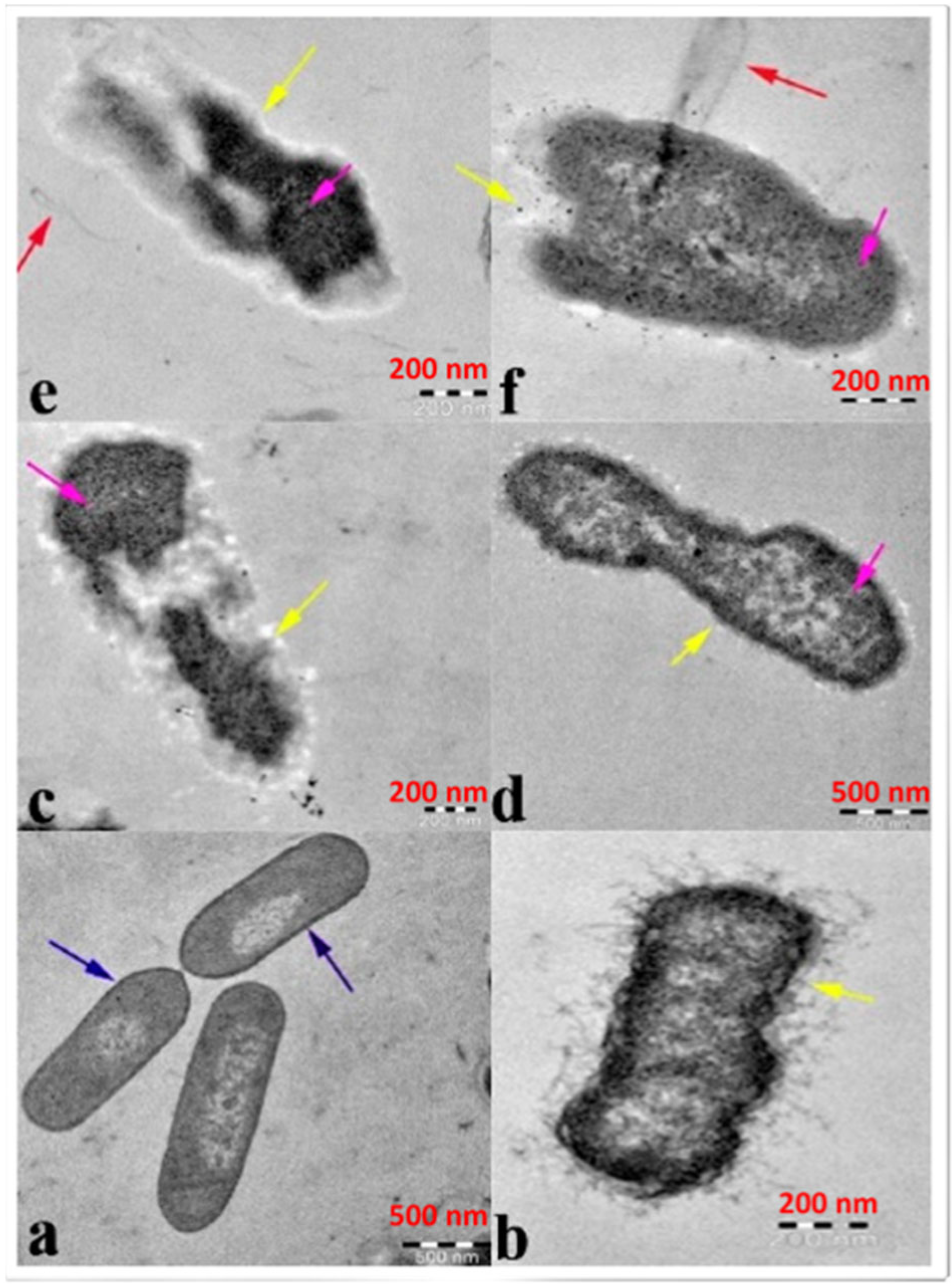 Nanomaterials 12 03066 g002