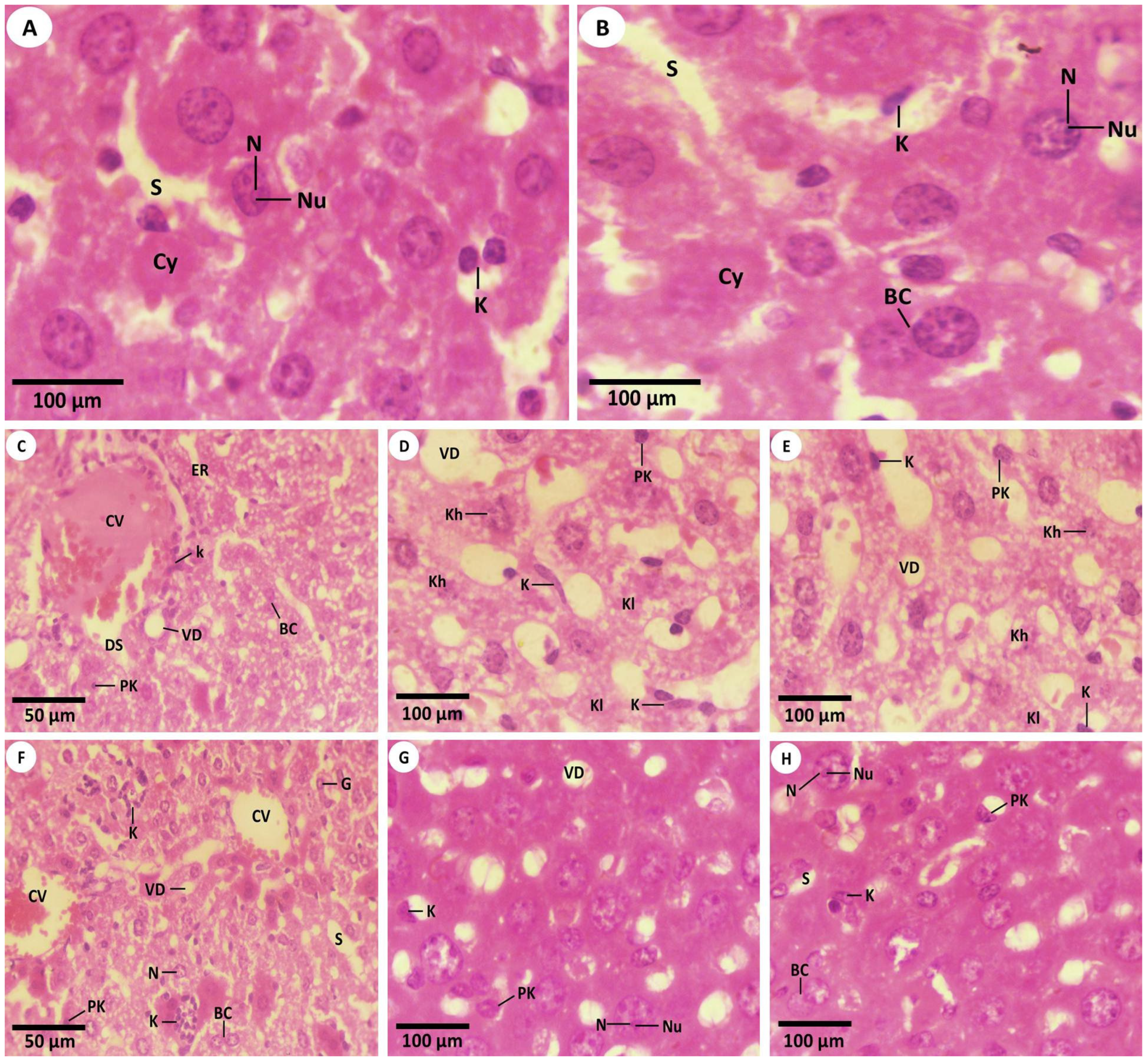Nanomaterials 12 03074 g003