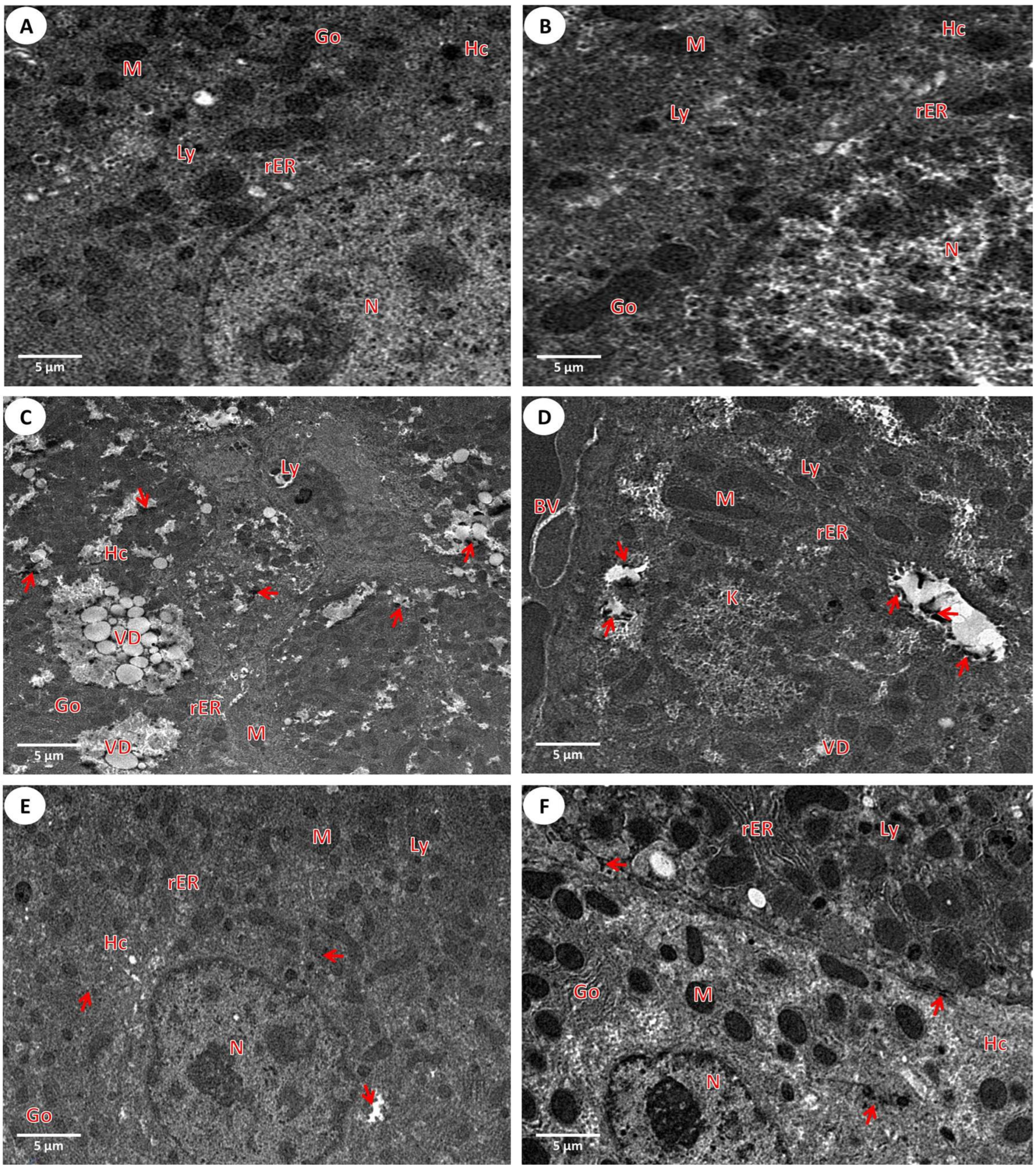 Nanomaterials 12 03074 g004
