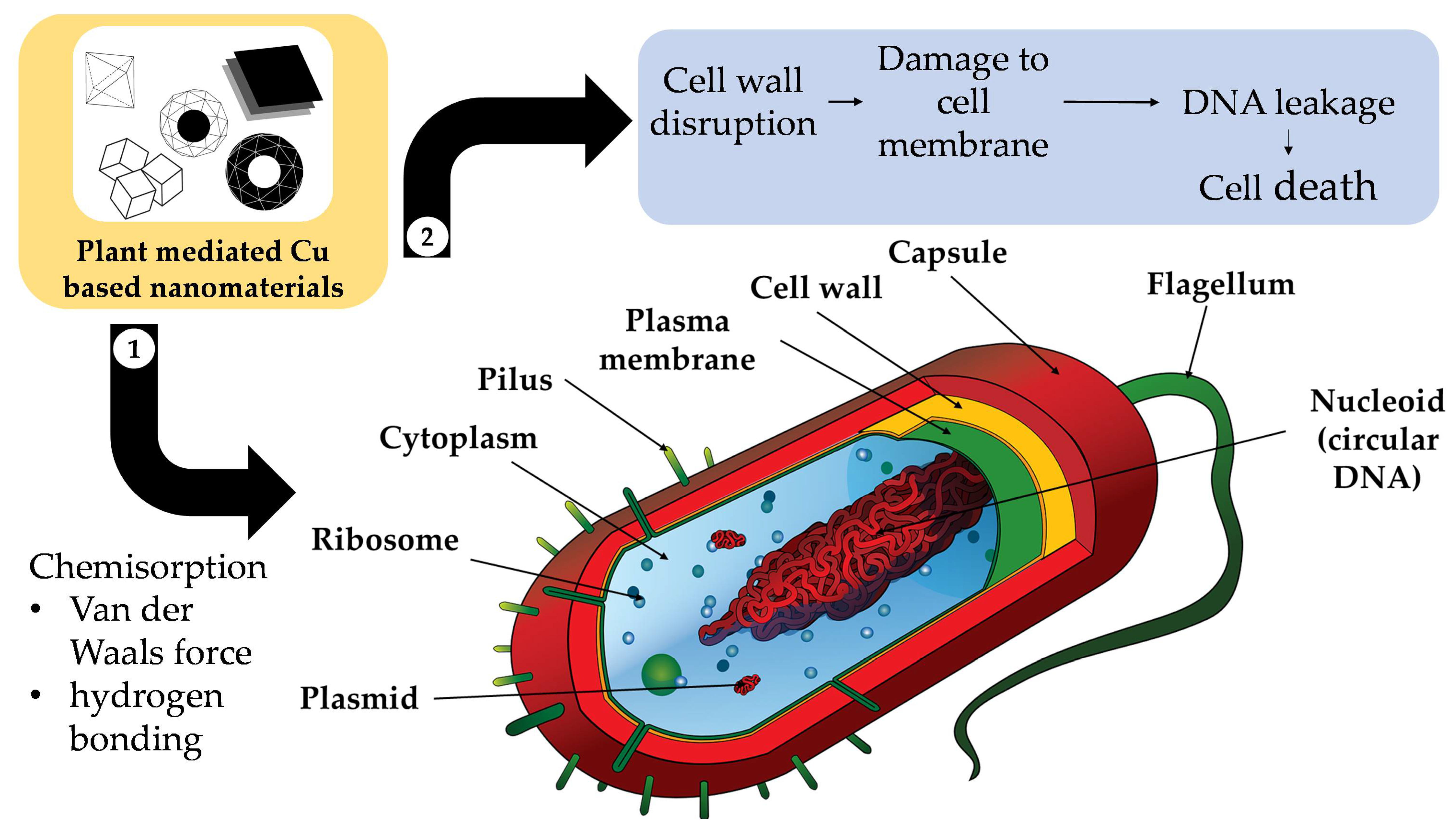 Nanomaterials 12 03312 g005