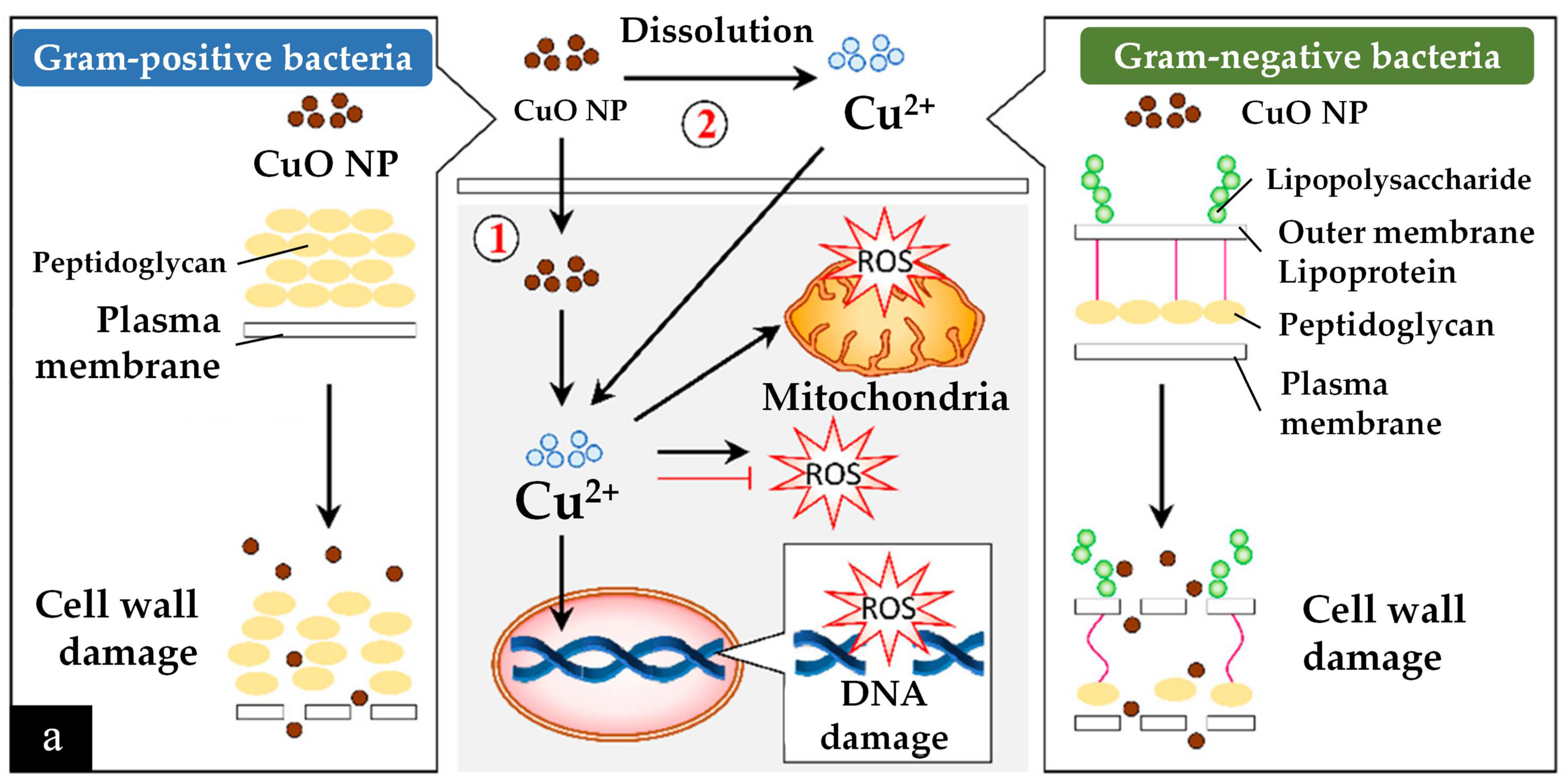 Nanomaterials 12 03312 g006a